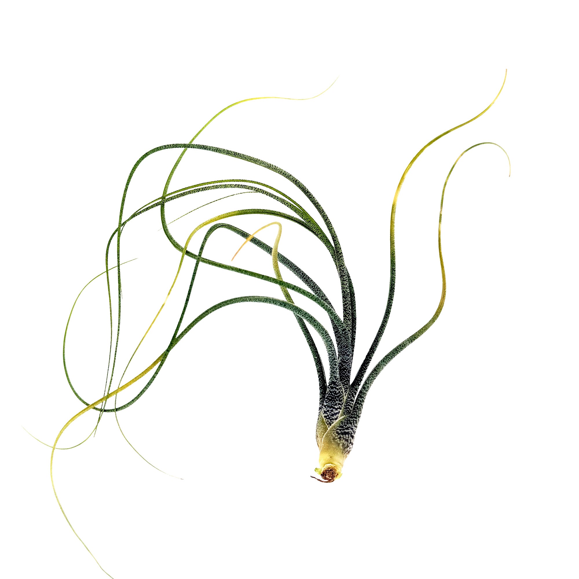 Tillandsia butzii – SarahCotta Plants
