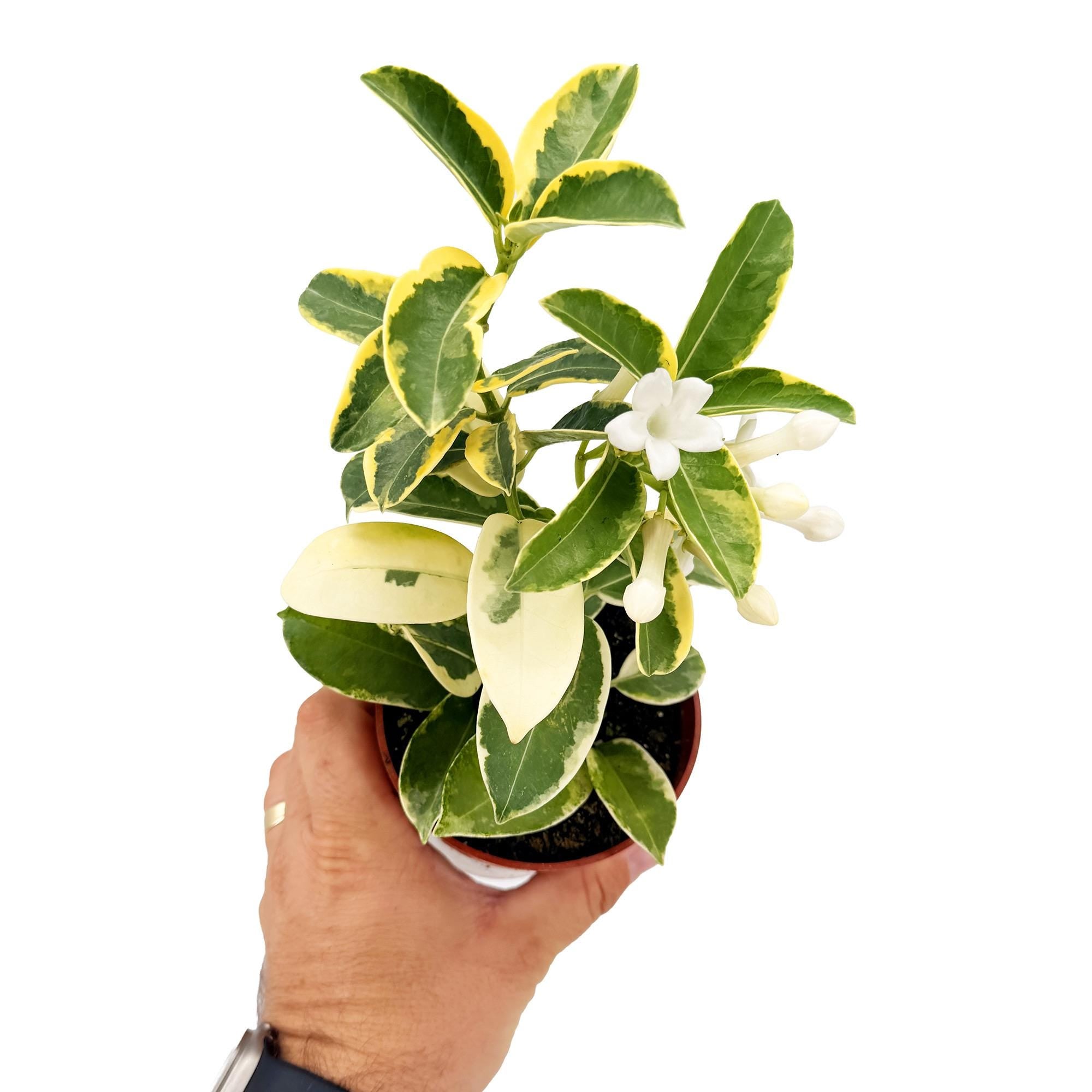 stephanotis Stephanotis floribunda 'Variegated Madagascar Jasmine' – SarahCotta Plants