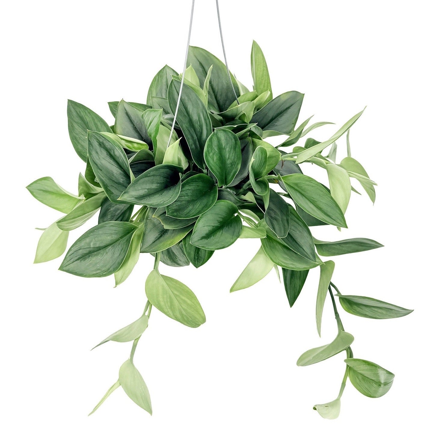 Trailing Plants