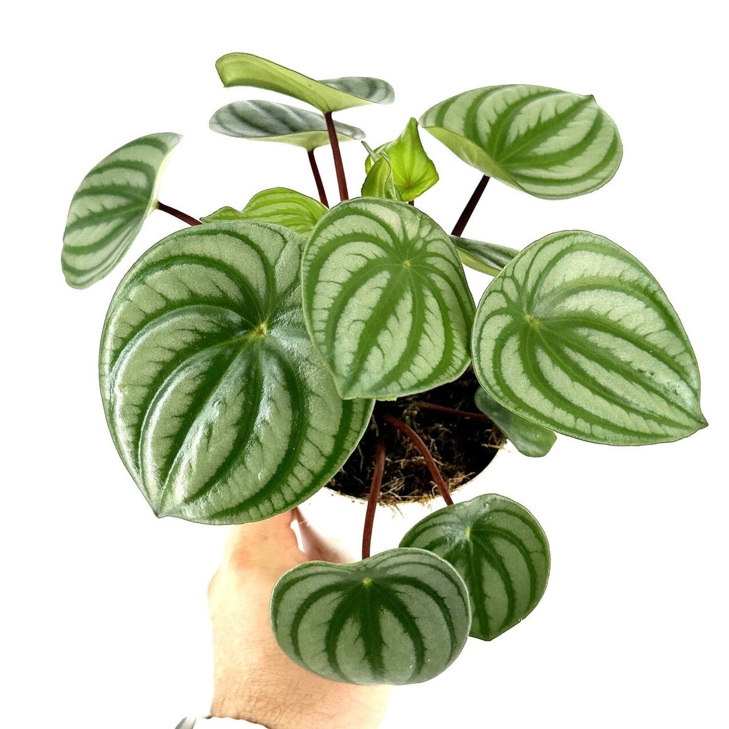 Peperomia