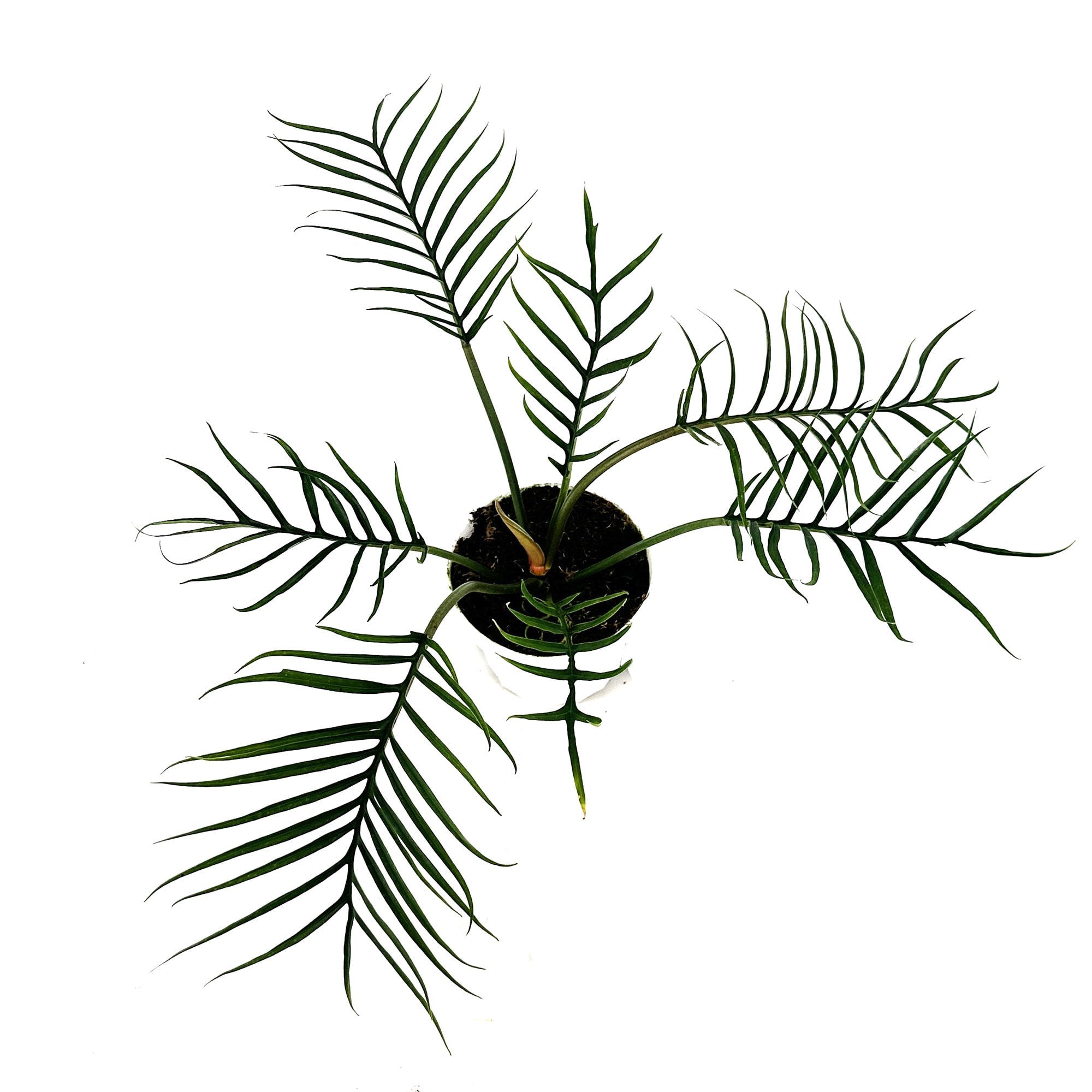 Philodendron