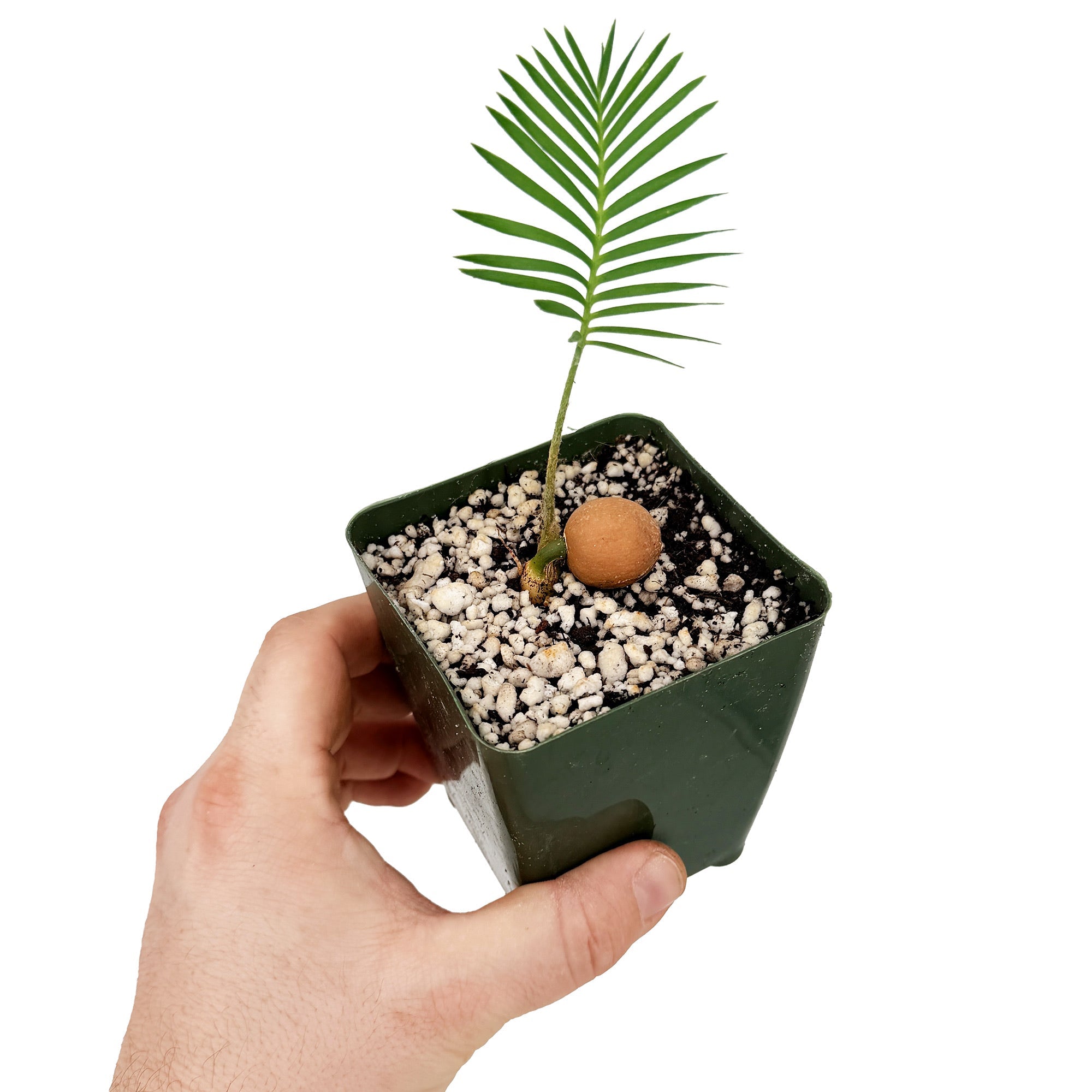 Cycads