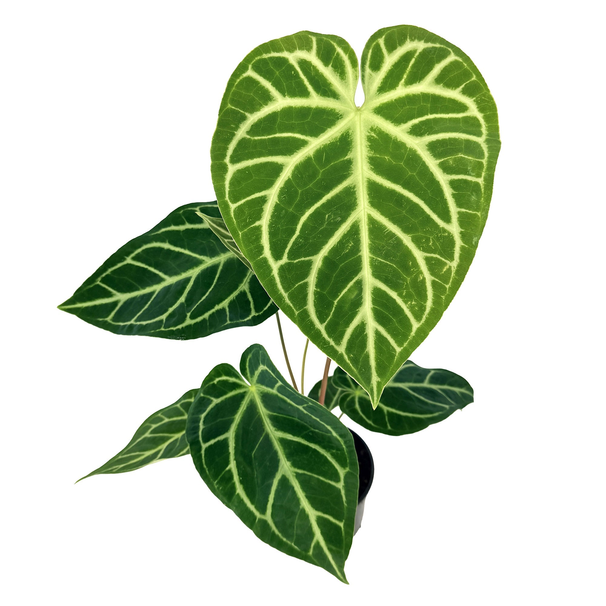 Anthurium