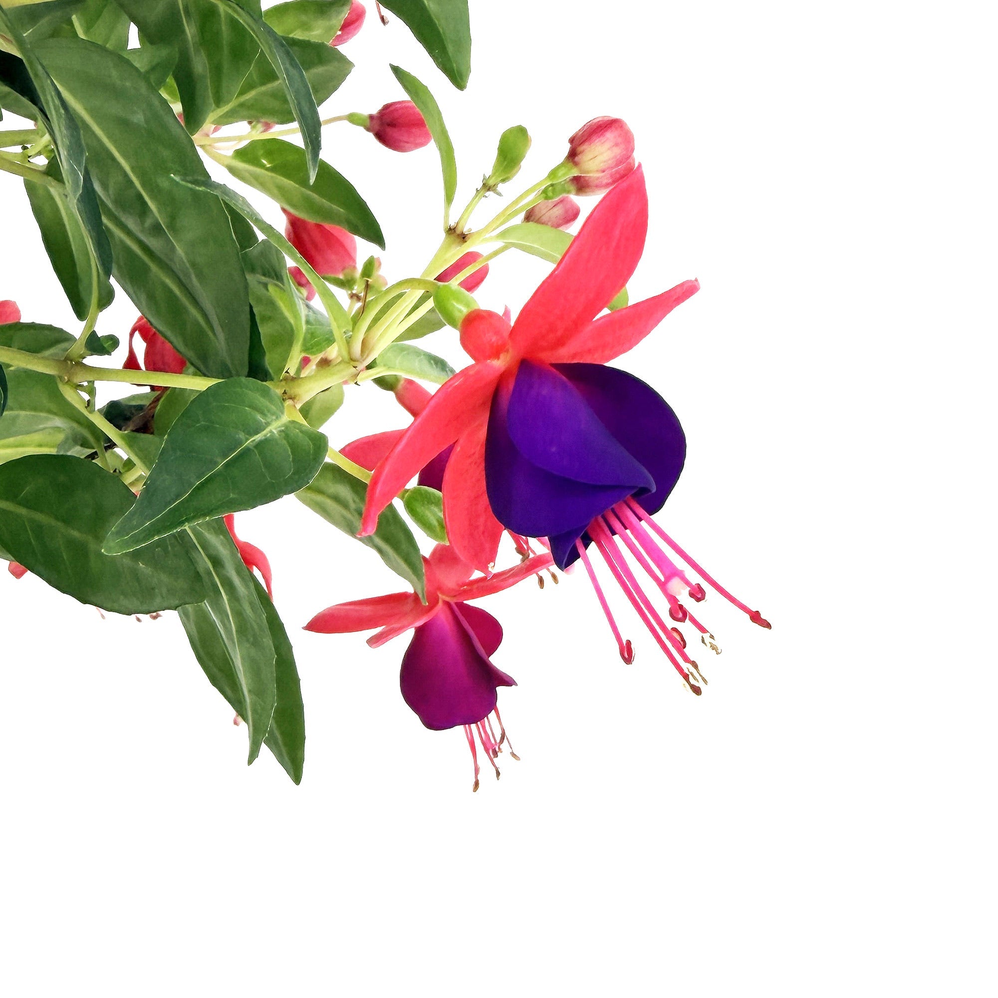 Flowering Plants