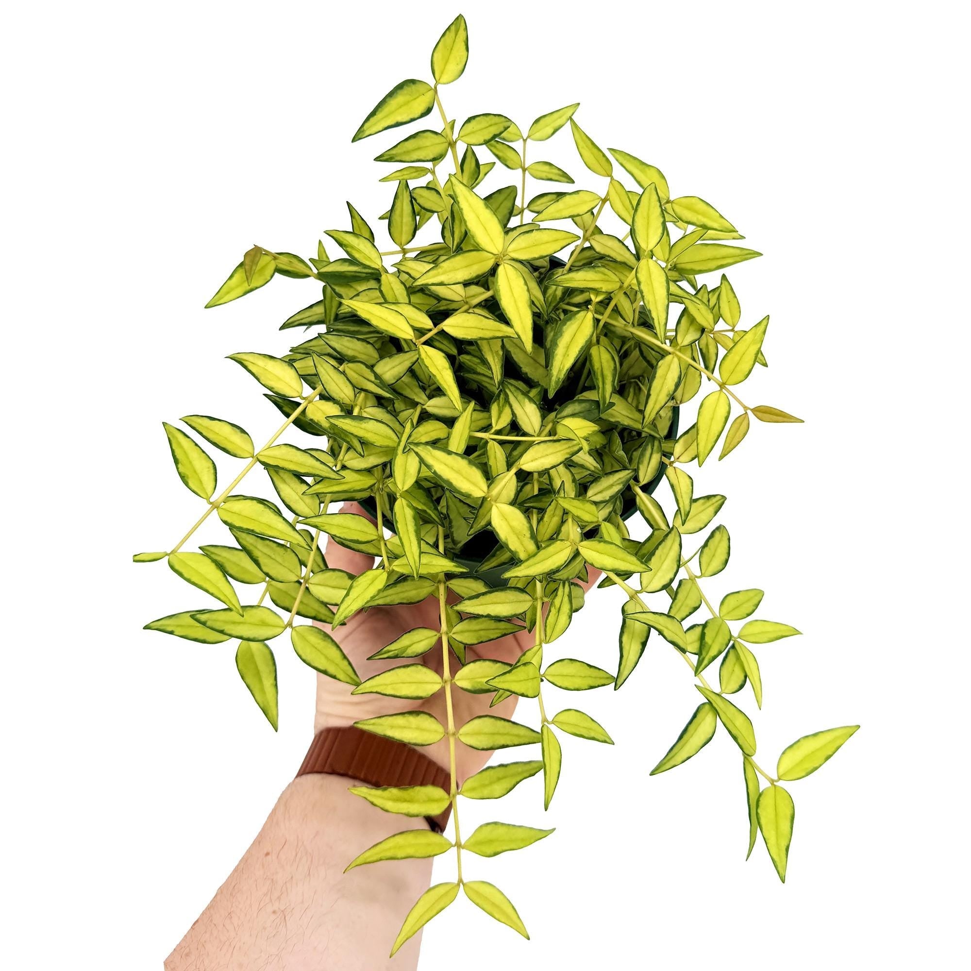 Hoya