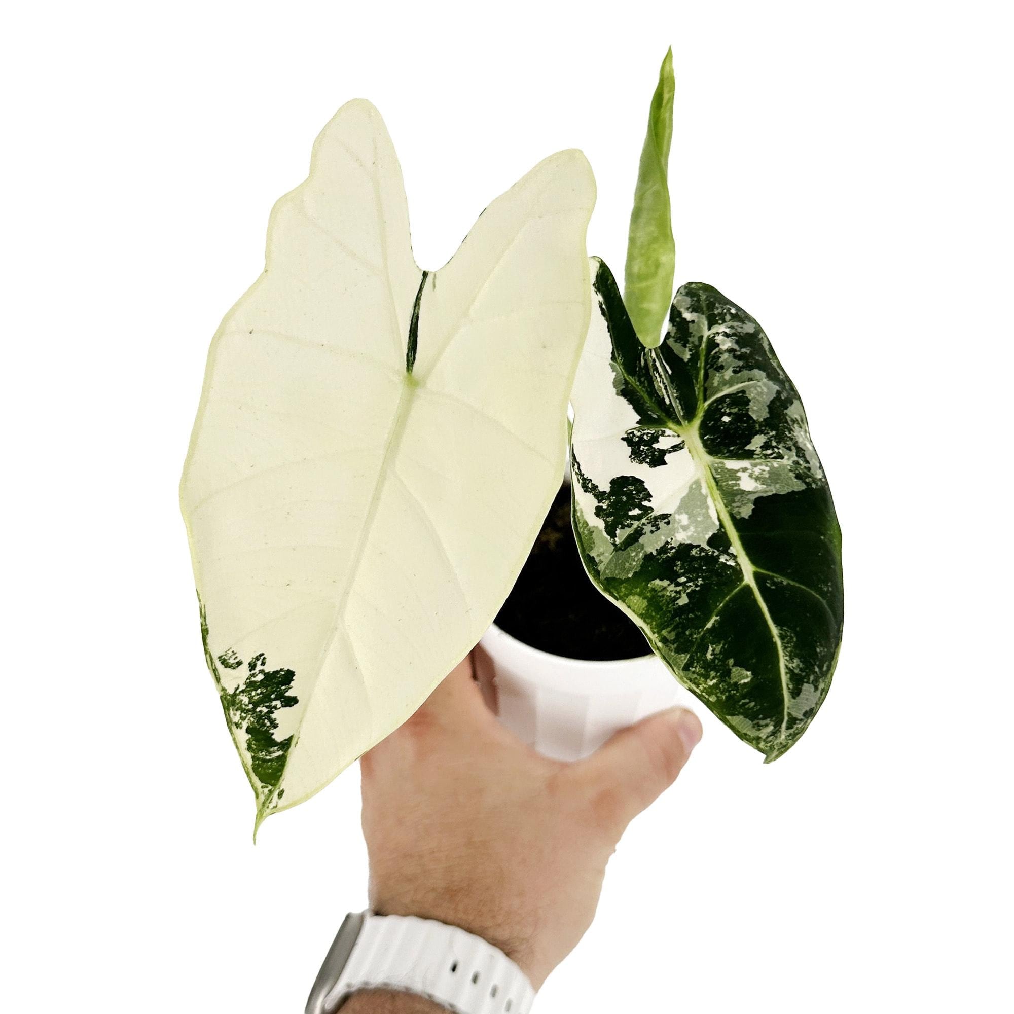 Variegated Plants