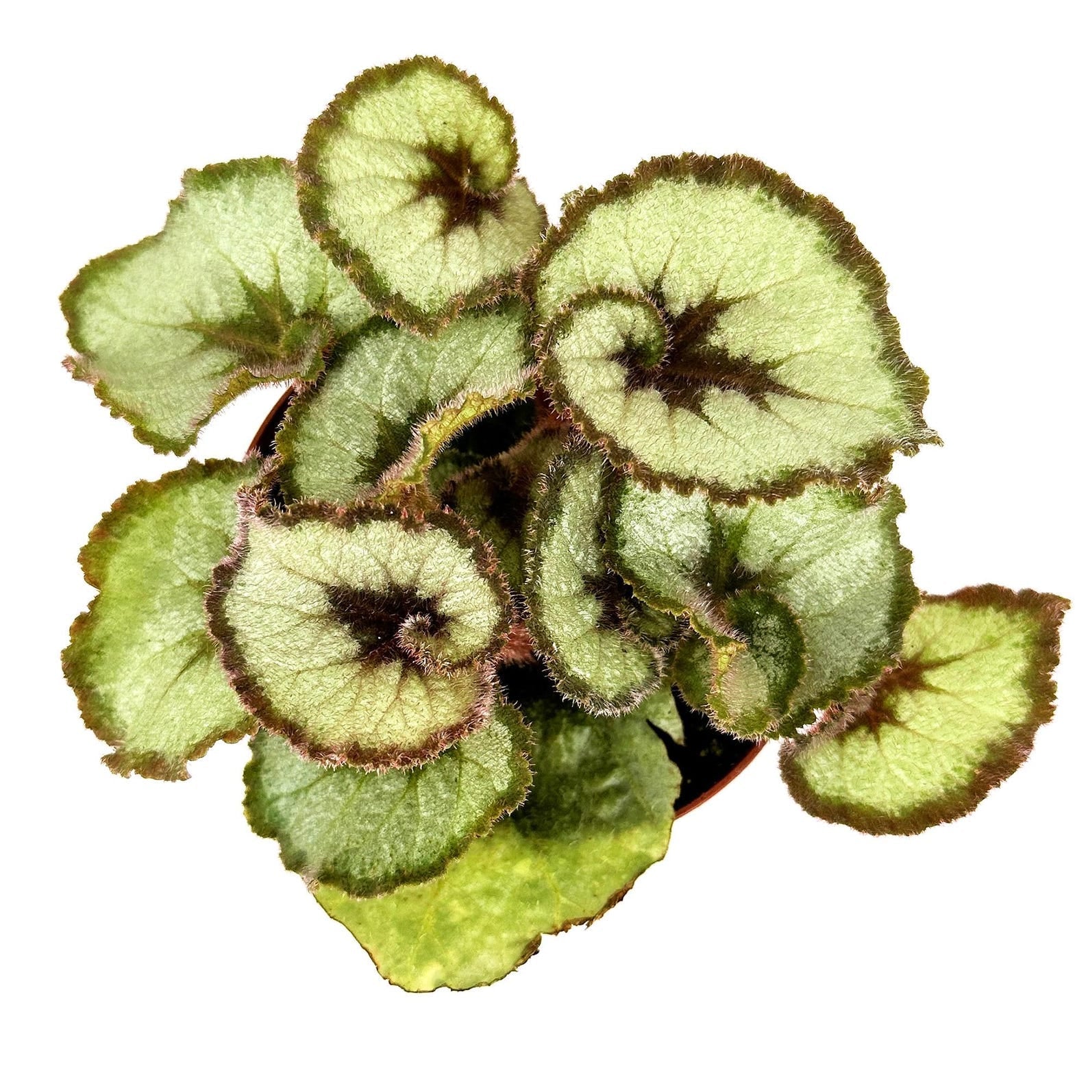 Begonia