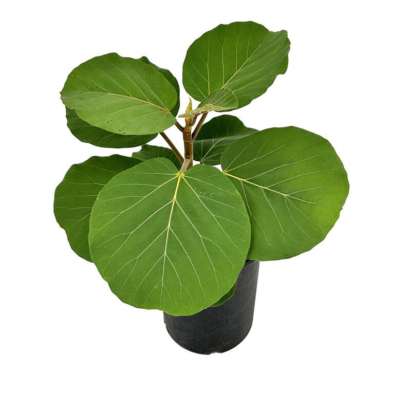 Ficus