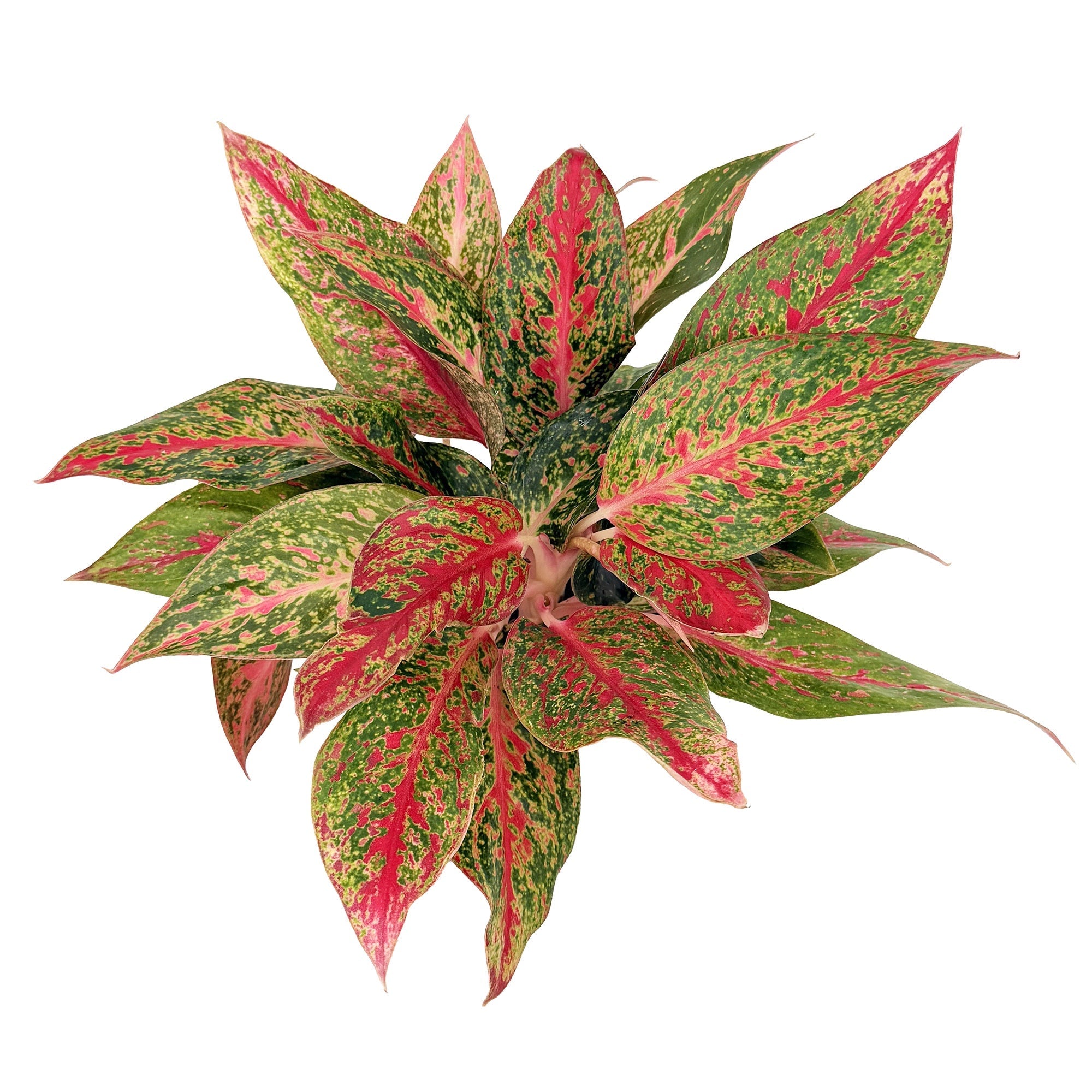 Aglaonema