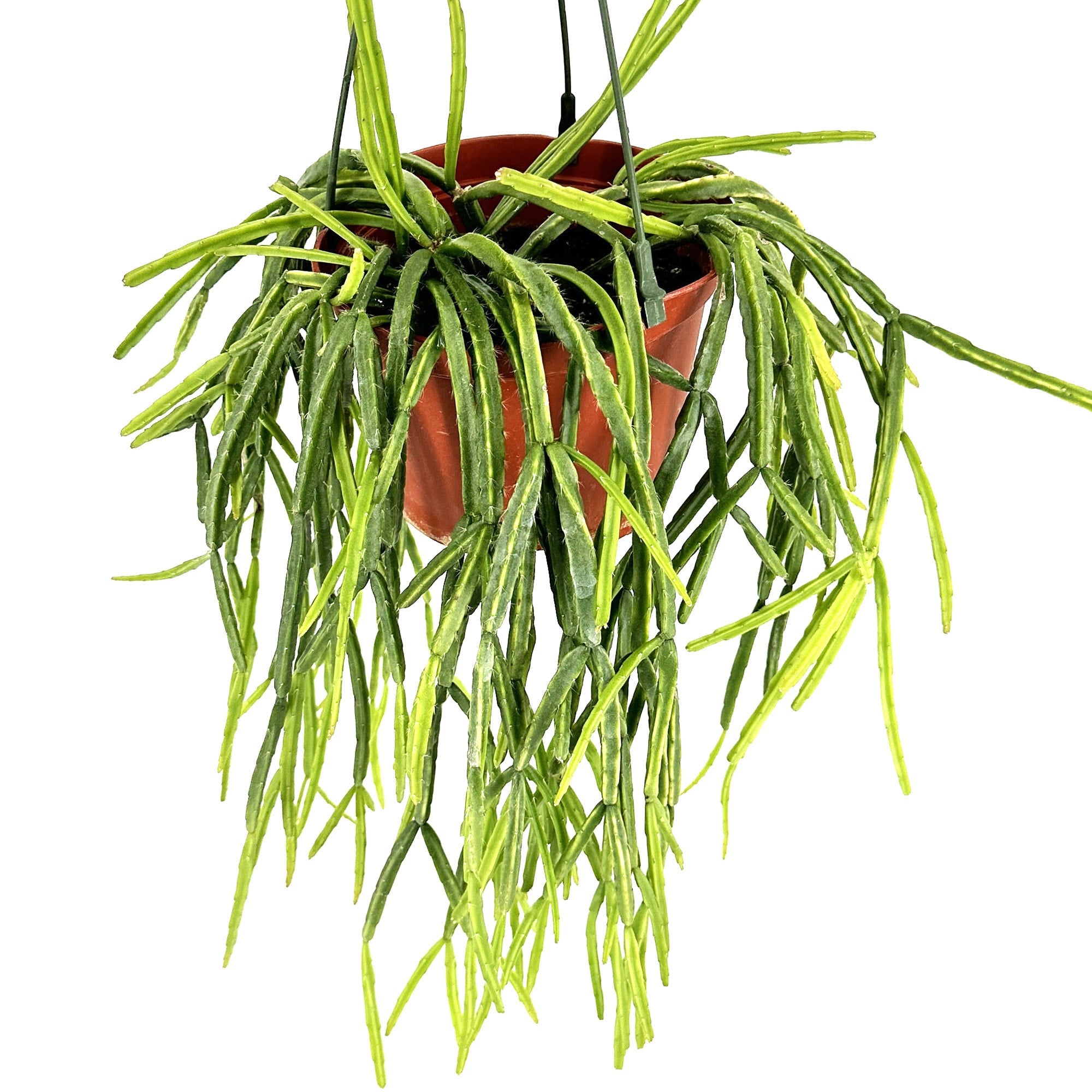 Epiphytic Cactus