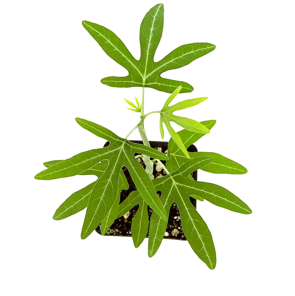 Adenia venenata