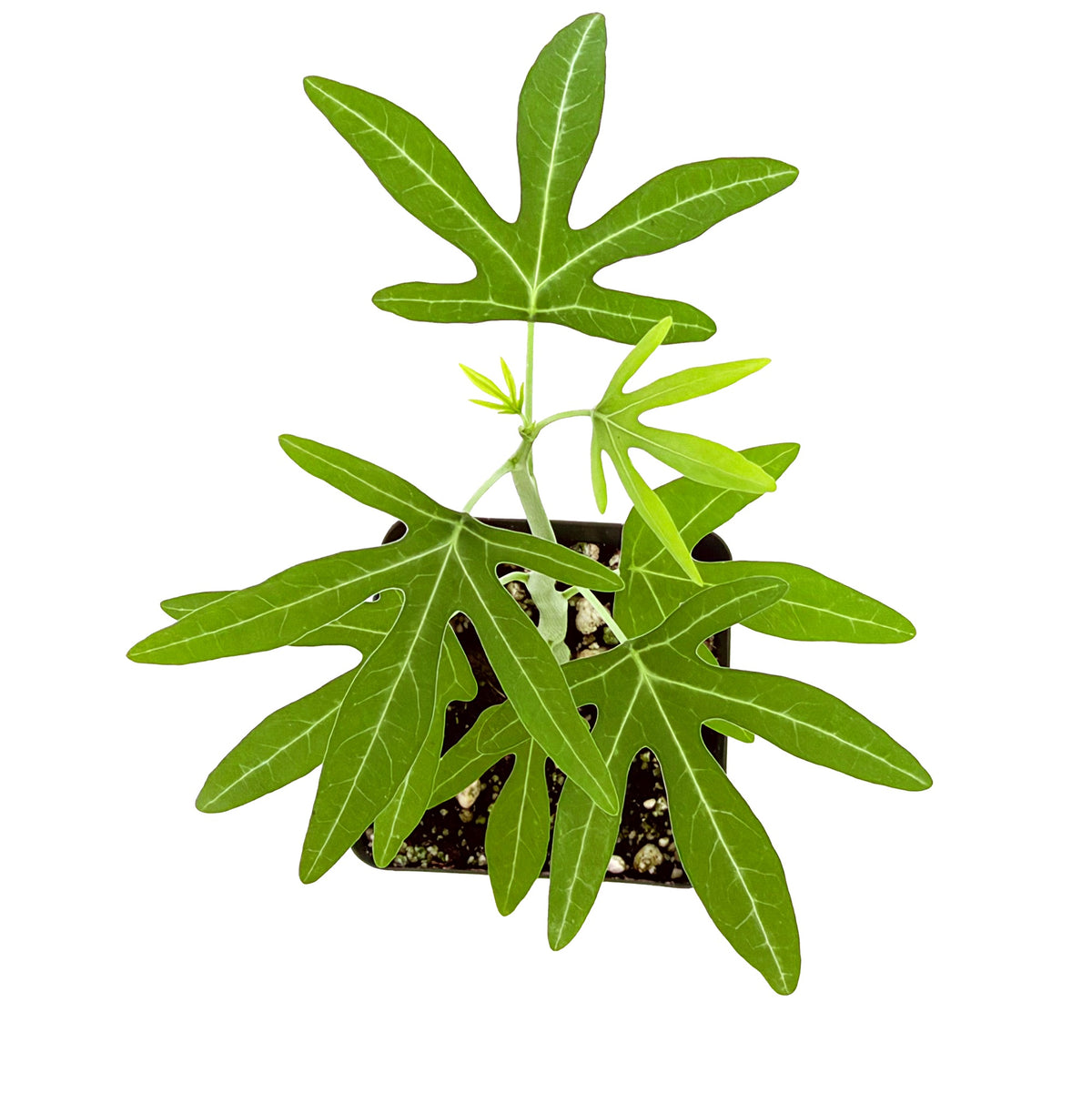 Adenia venenata