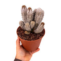 Euphorbia abdelkuri