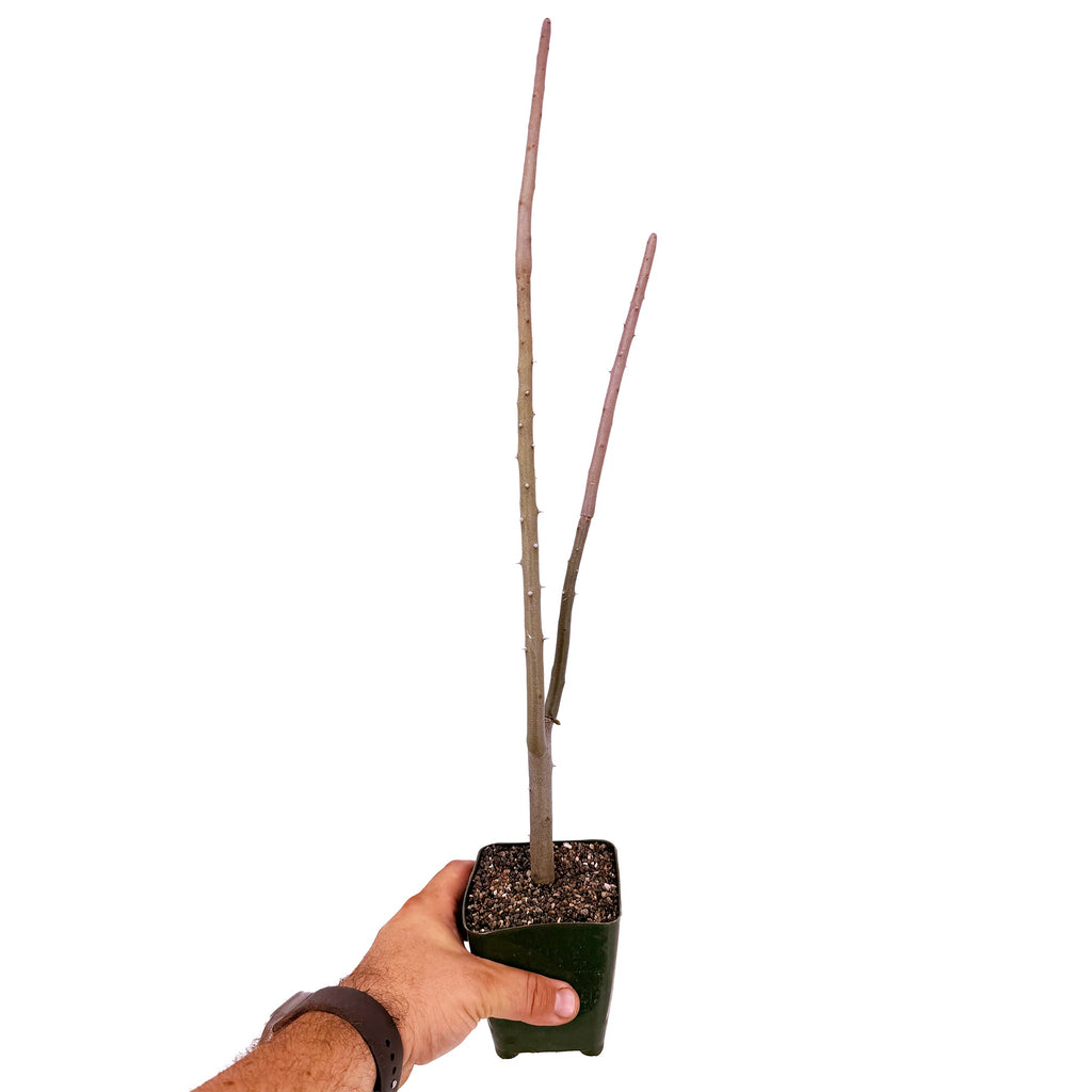 Alluaudia dumosa