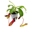Nepenthes alata 'Pitcher Plant'