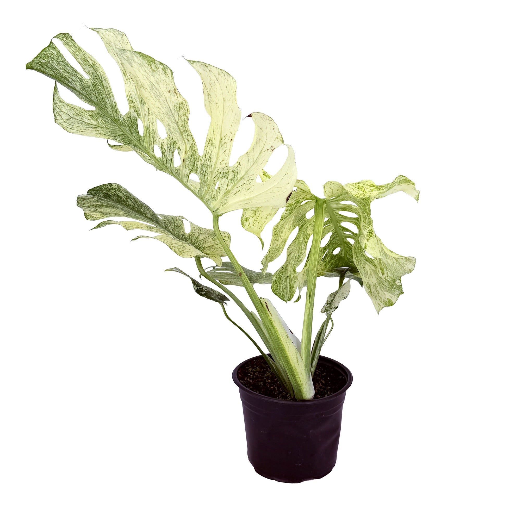 Monstera deliciosa ‘Mint’