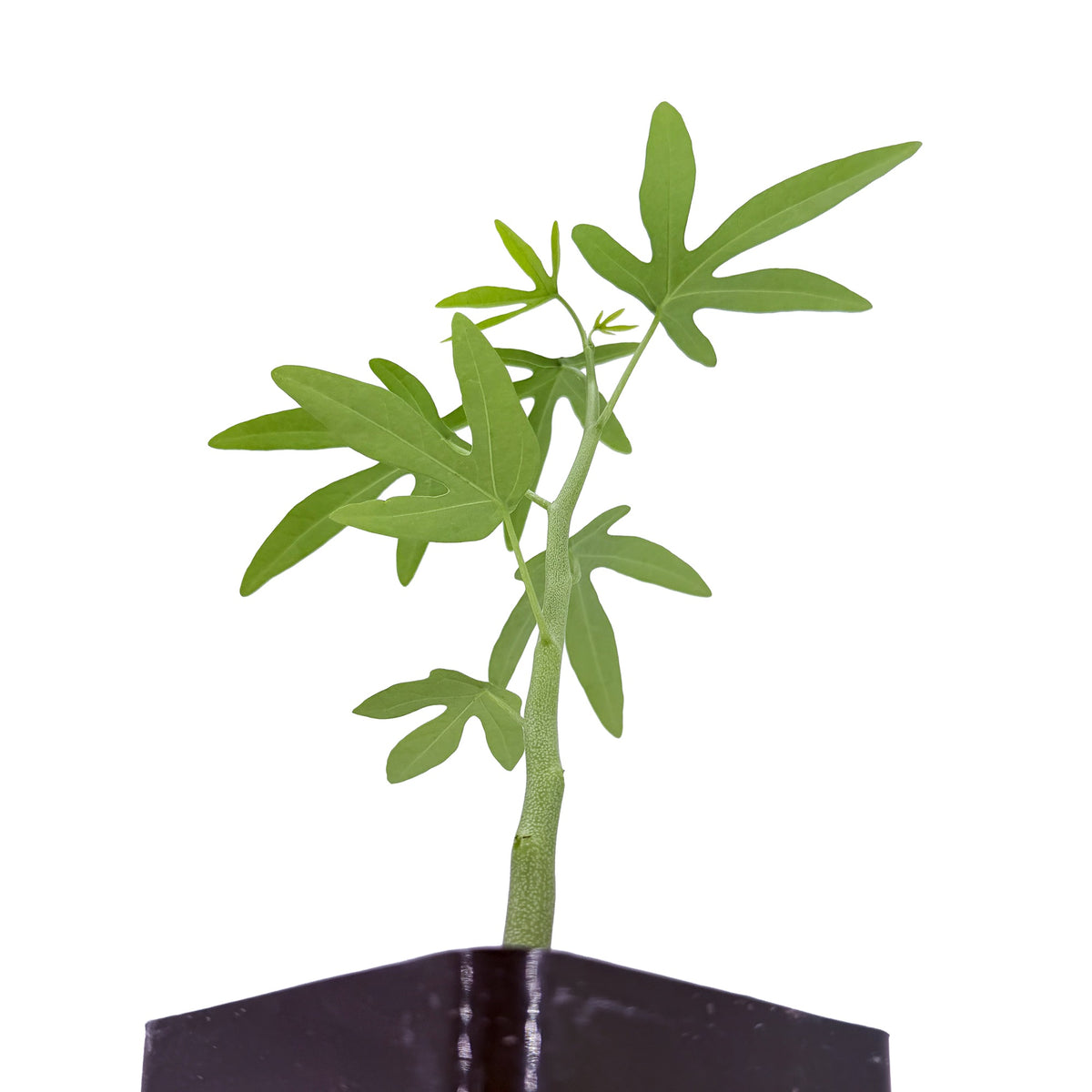 Adenia venenata
