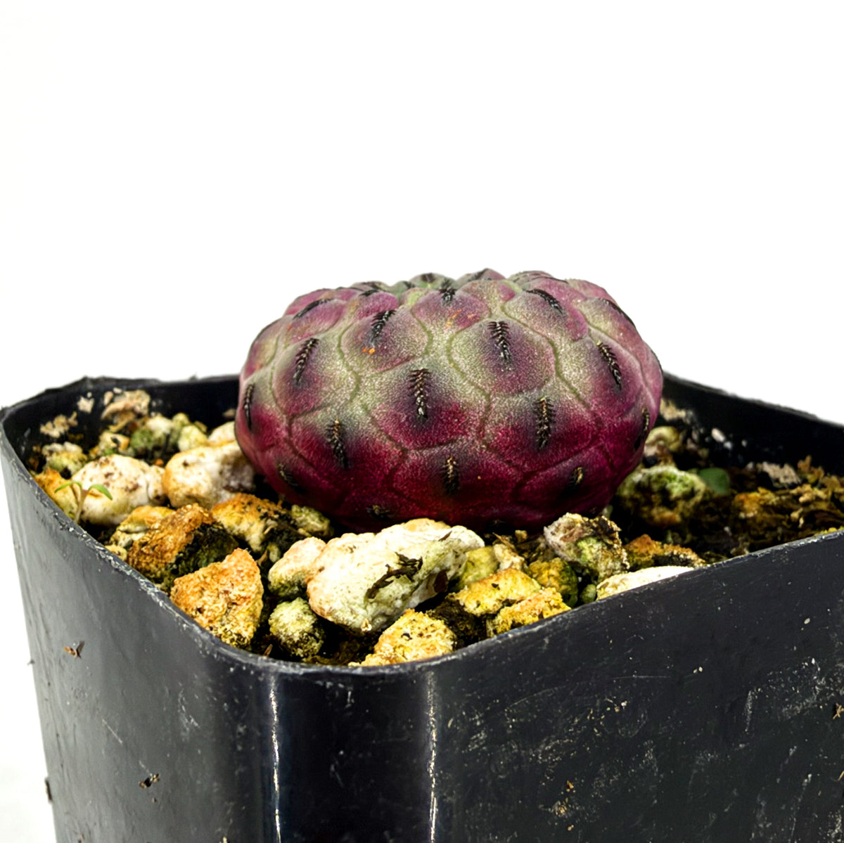 Rebutia rauschii