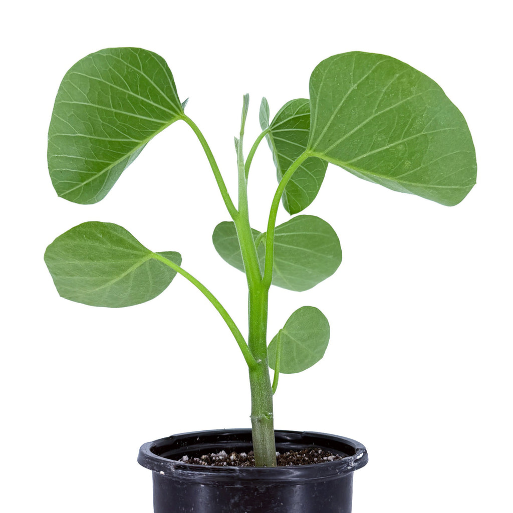 Ipomoea lapidosa