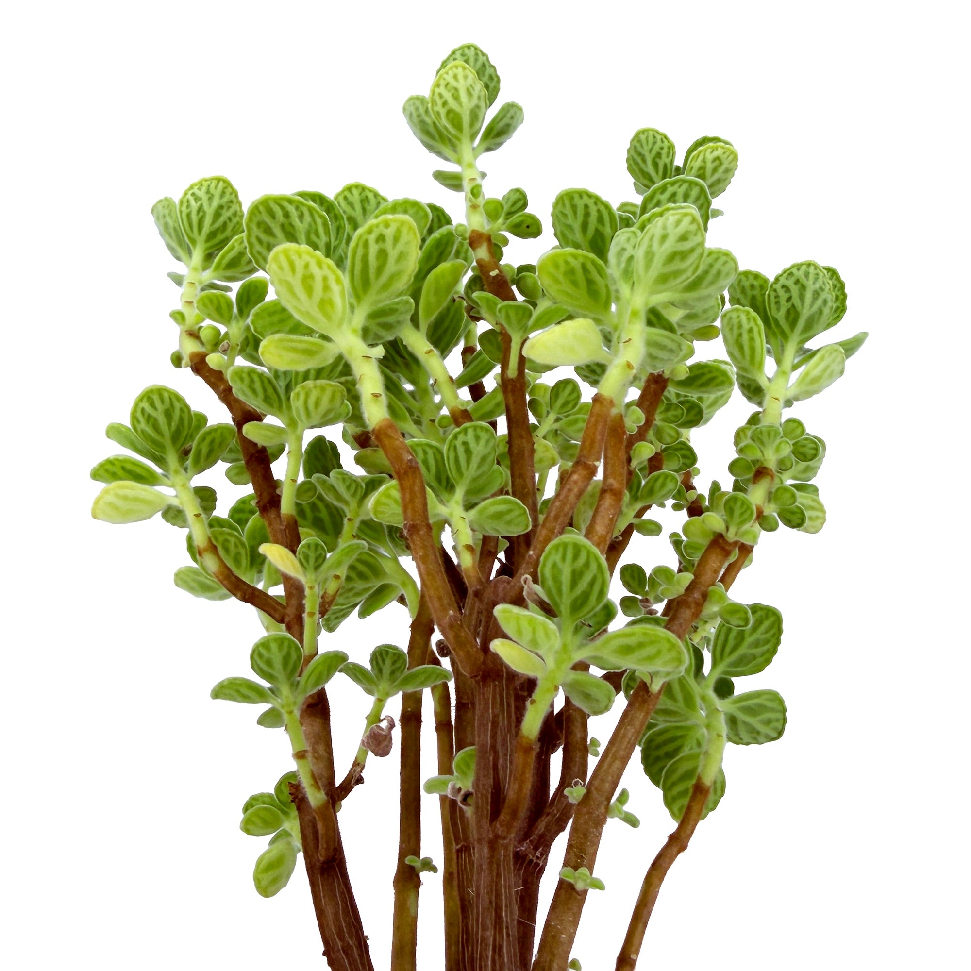 Plectranthus socotranus 'Mint of Socotra'
