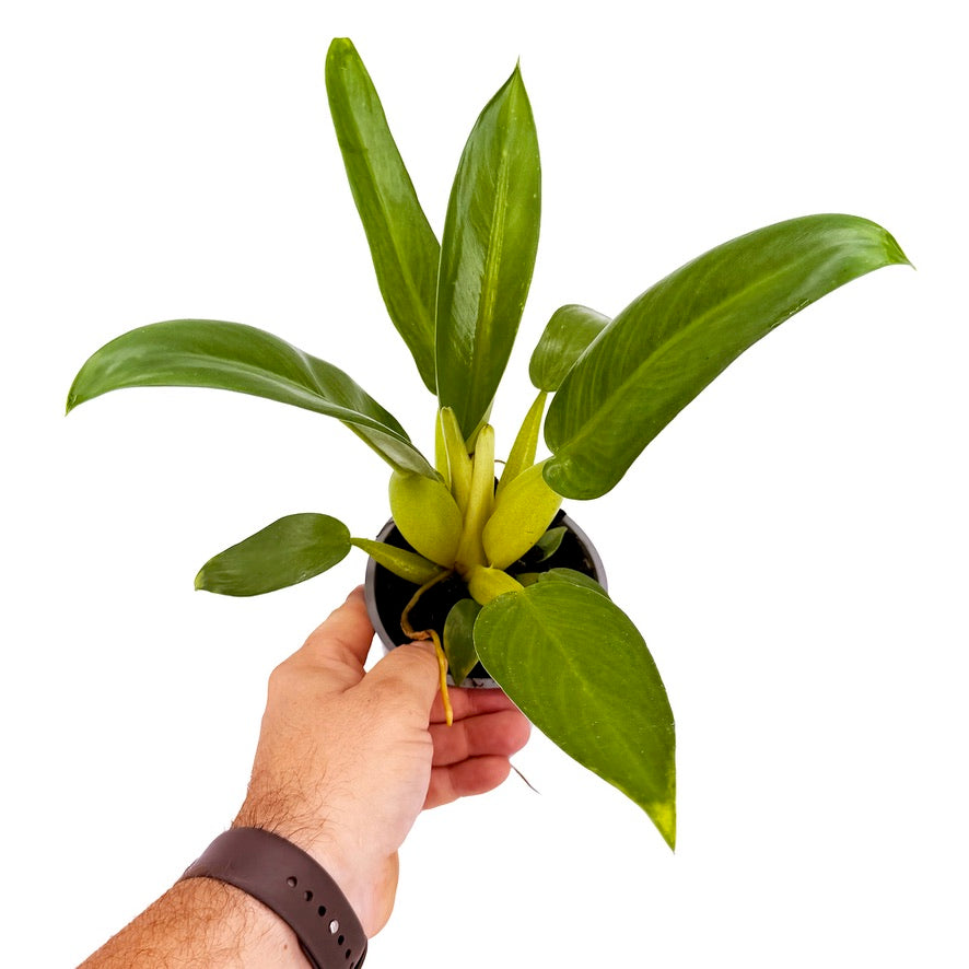 Philodendron martianum ‘Fat Boy’