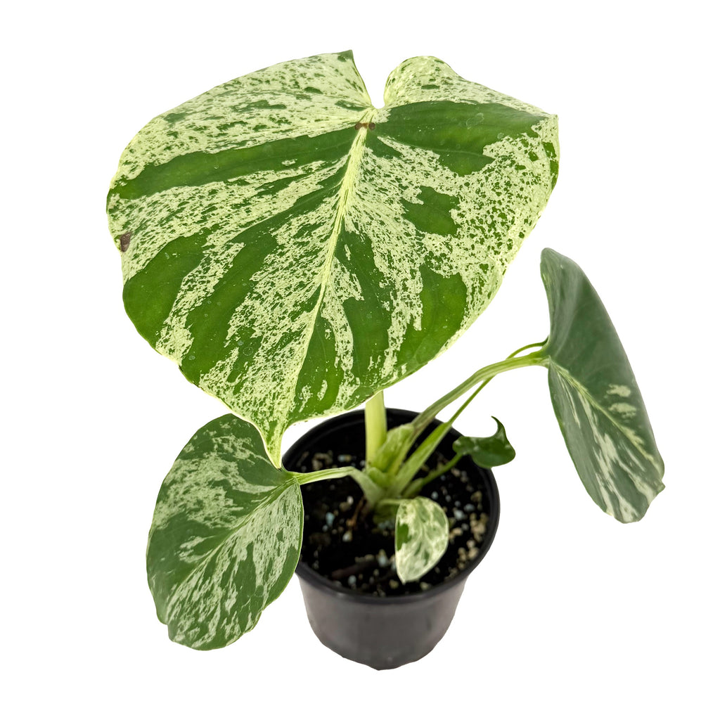 Monstera deliciosa 'Bulbosaur'