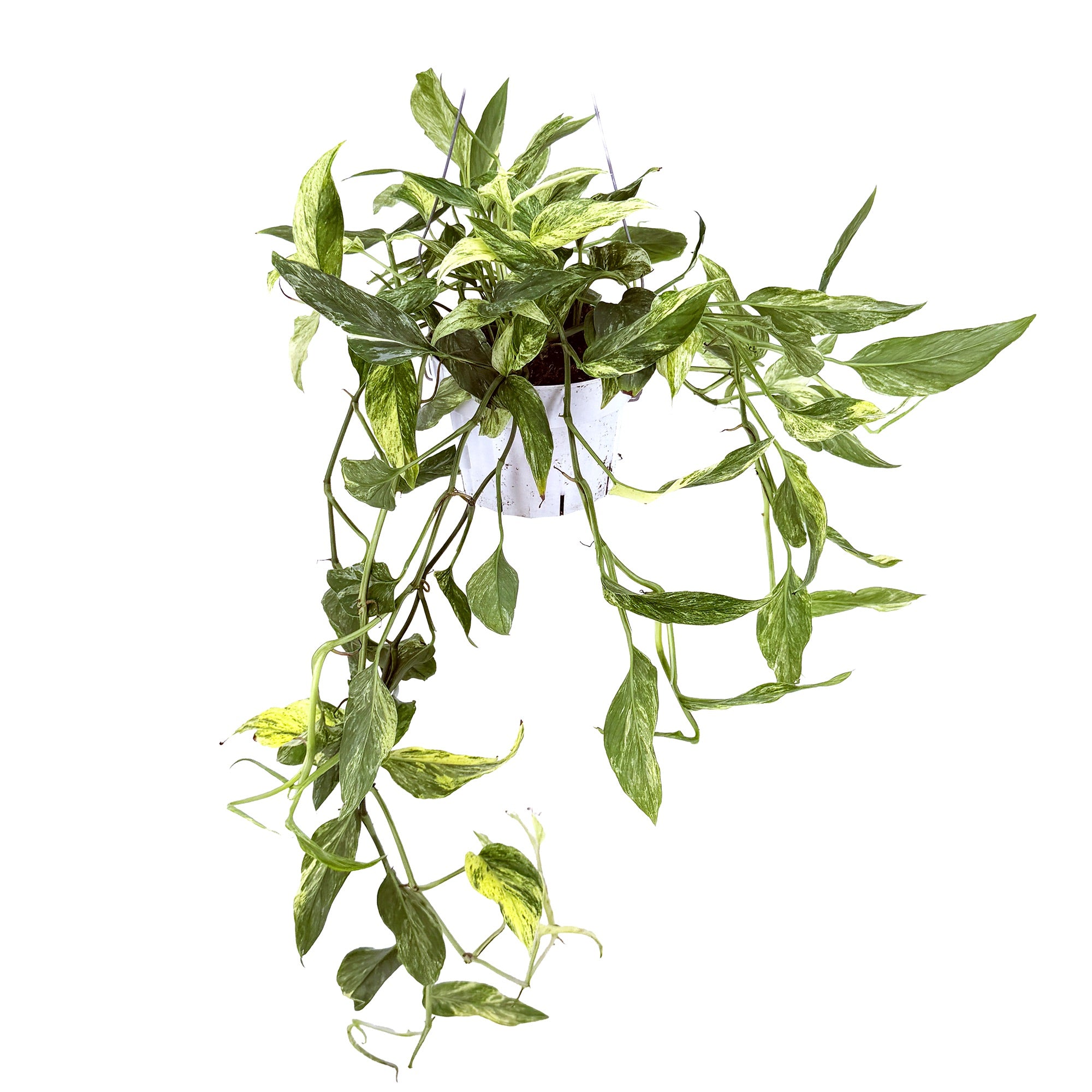 Epipremnum pinnatum 'Mint'
