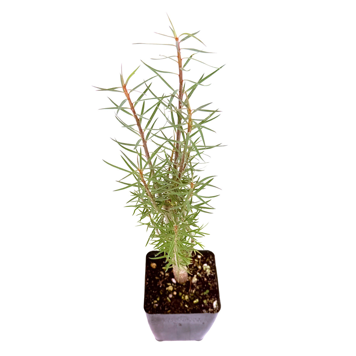 Euphorbia balsamifera 'Sweet Tabaiba'