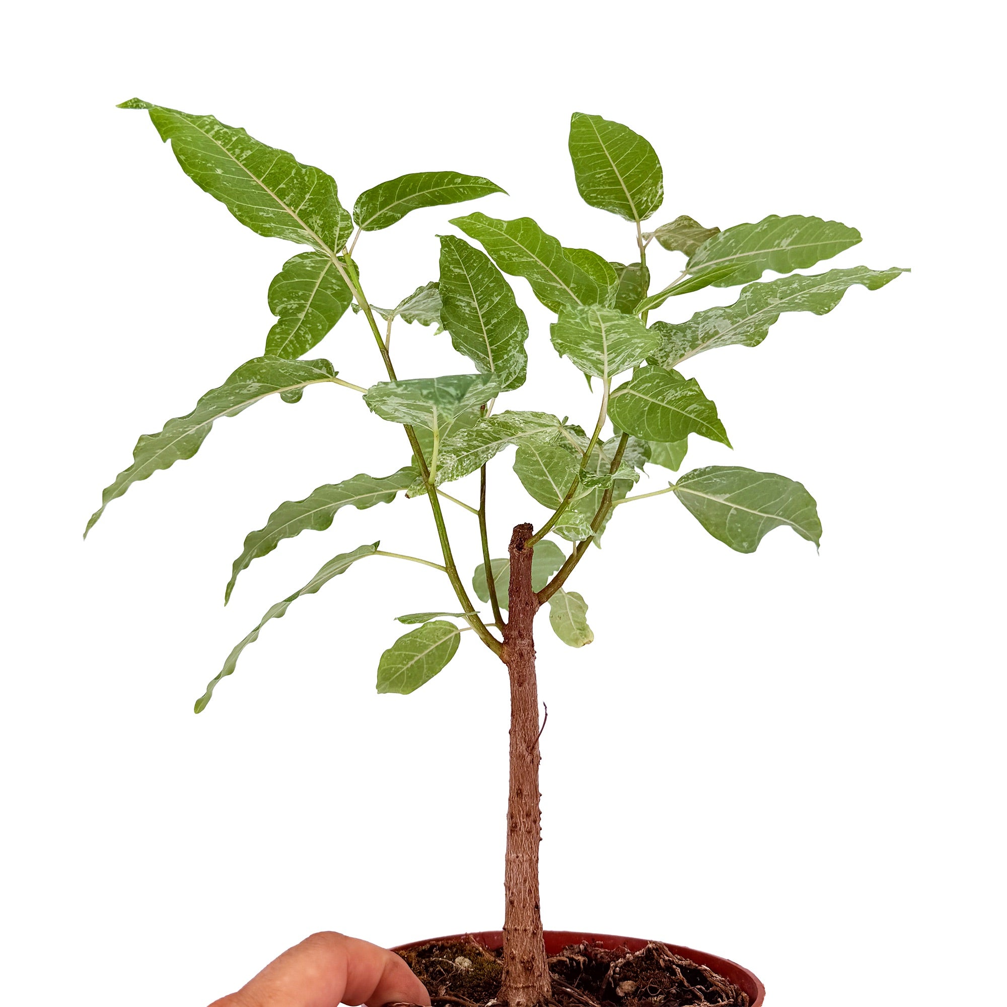 Ficus aspera 'Clown Fig'