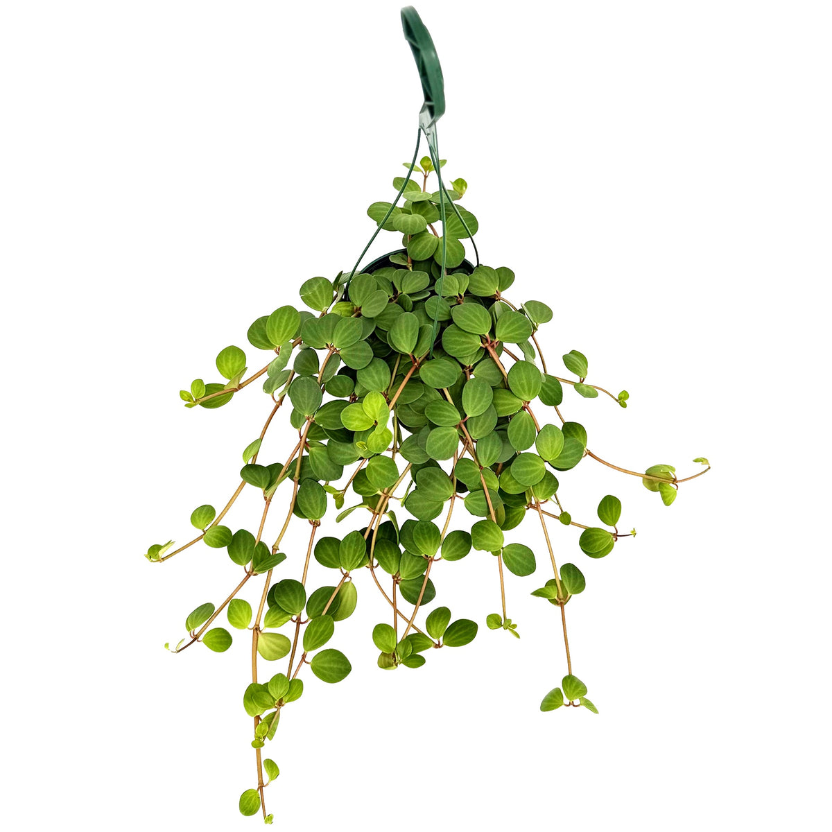 Peperomia 'Hope'