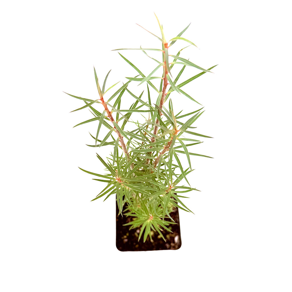 Euphorbia balsamifera 'Sweet Tabaiba'