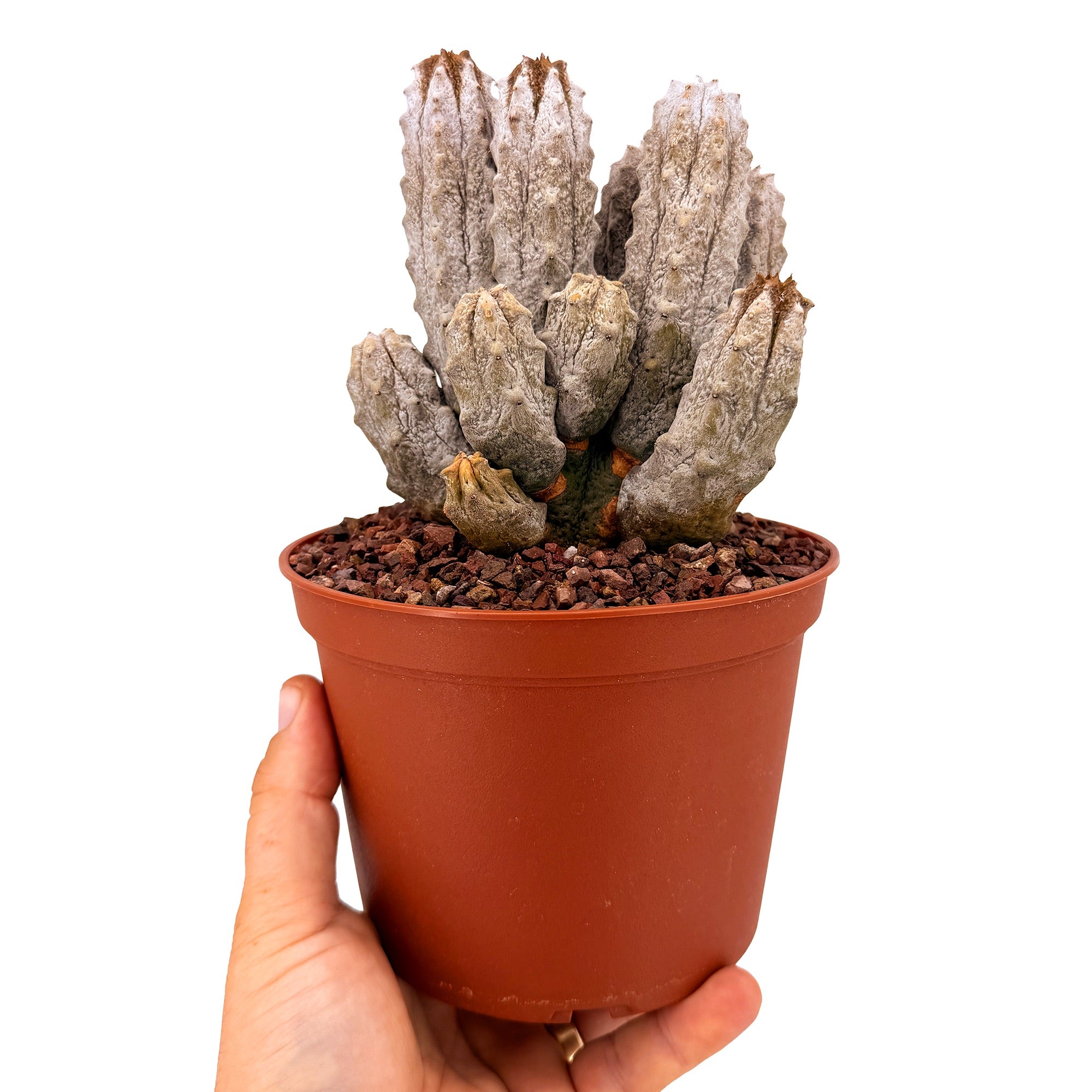 Euphorbia abdelkuri