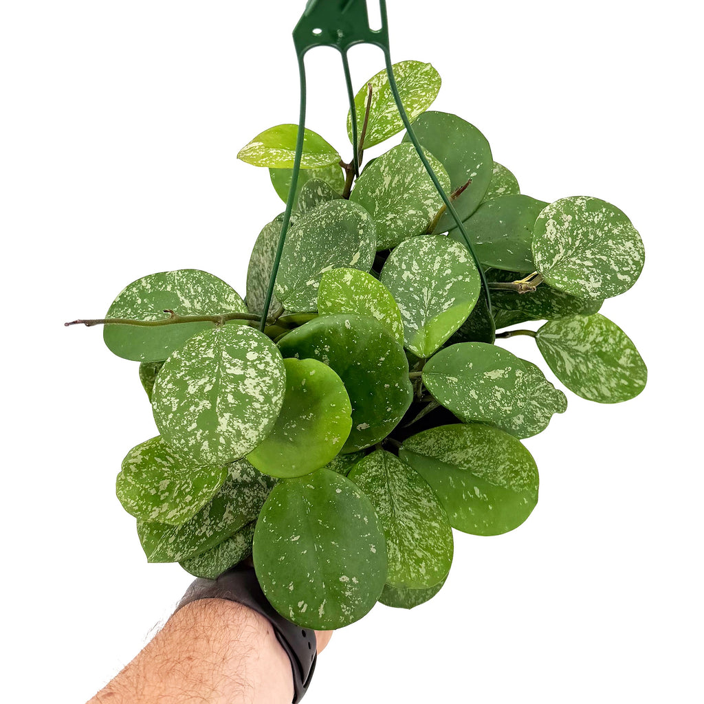 Hoya obovata ‘Splash’