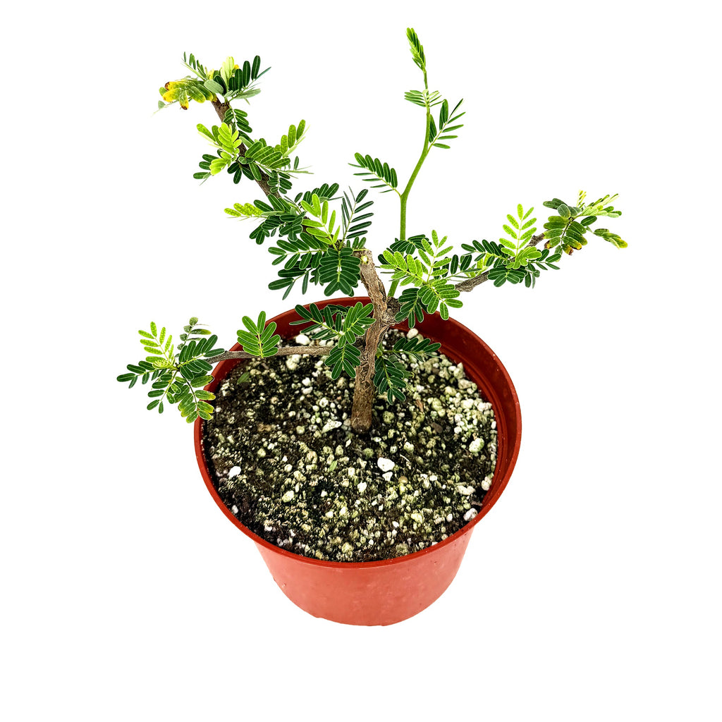 Senna meridionalis