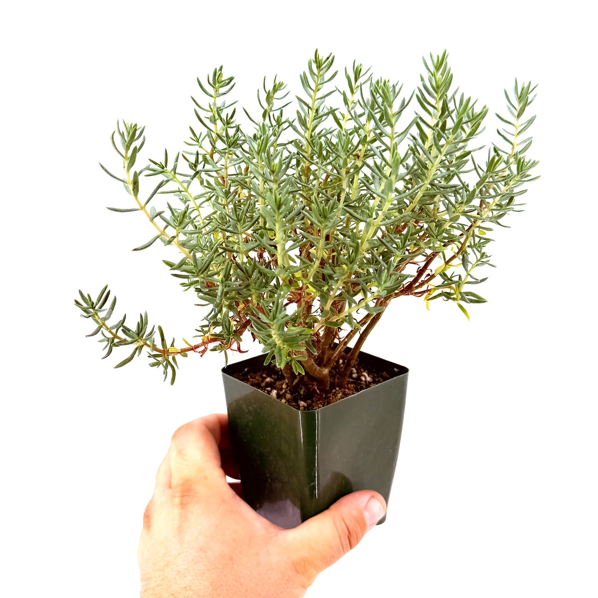 Crassula sarcocaulis ‘Bonsai Crassula’