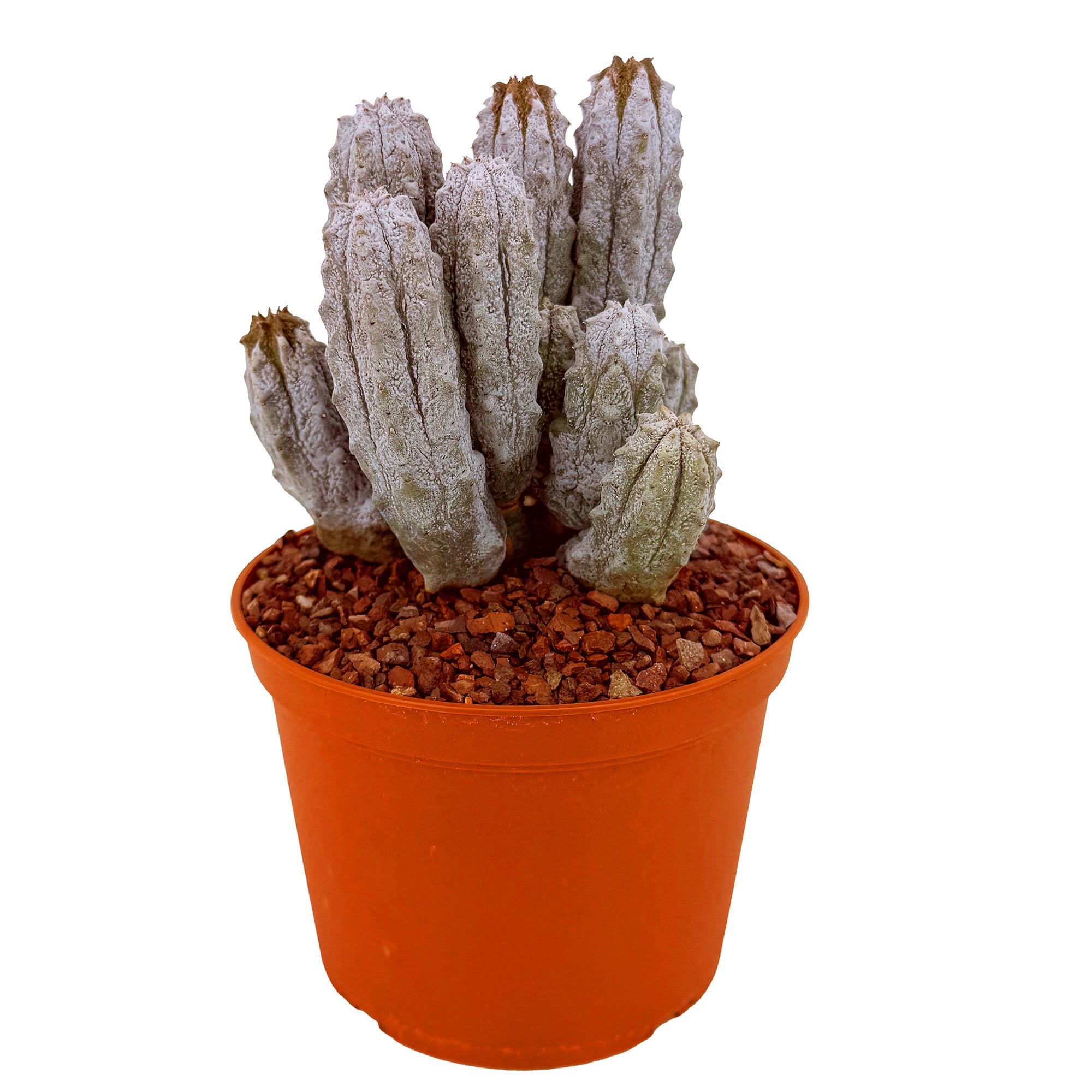 Euphorbia abdelkuri