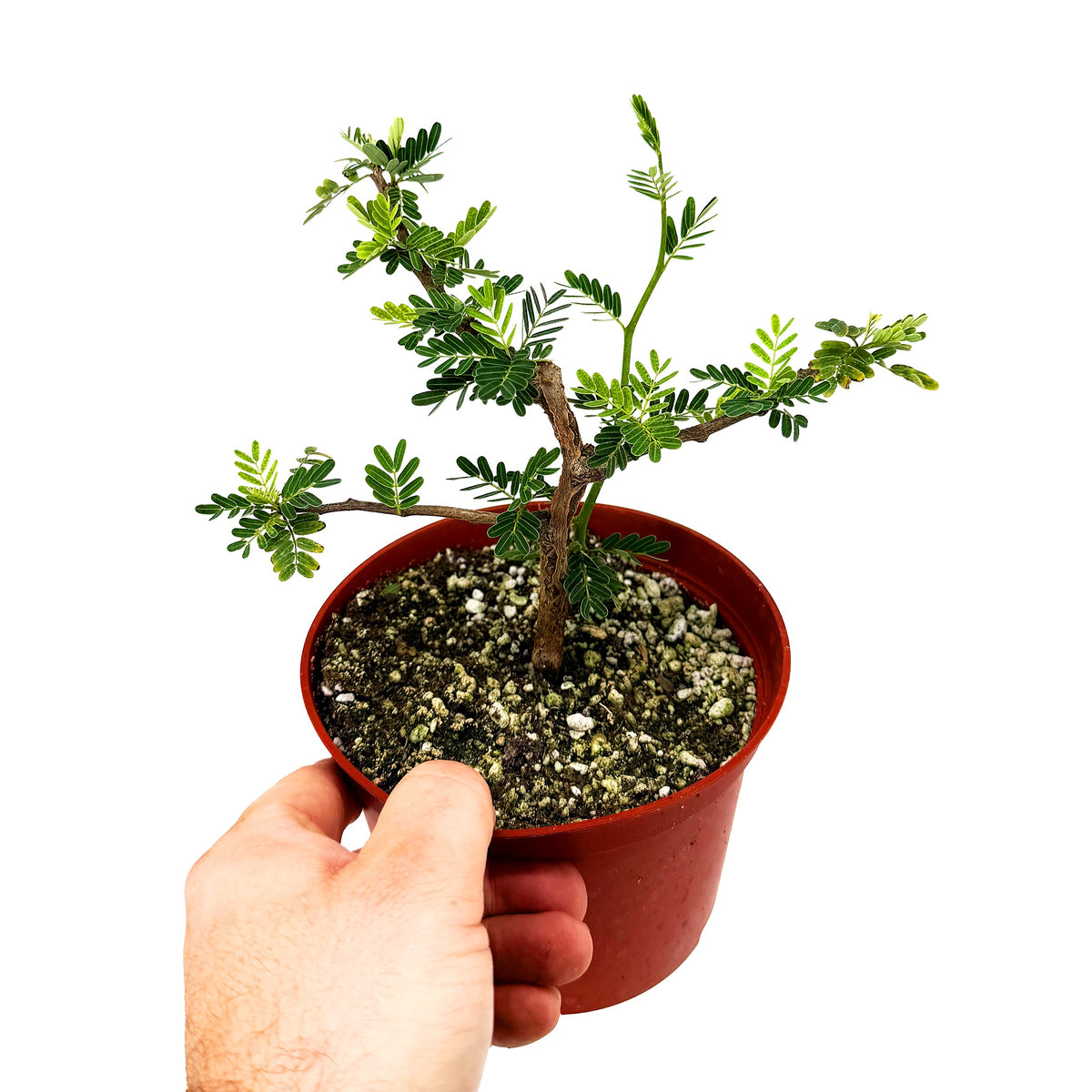 Senna meridionalis
