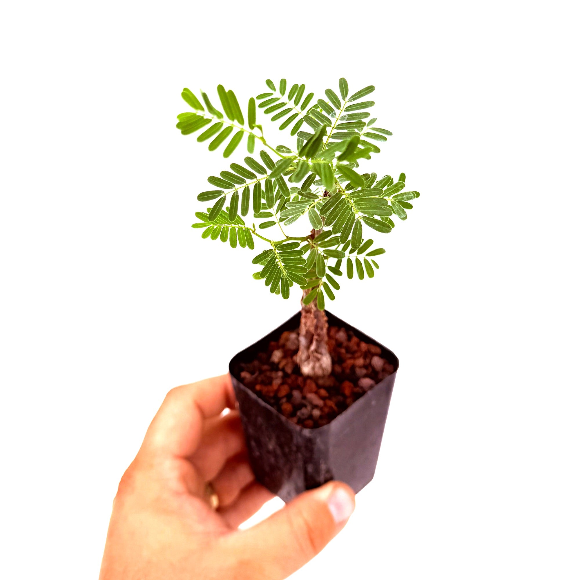 Senna meridionalis