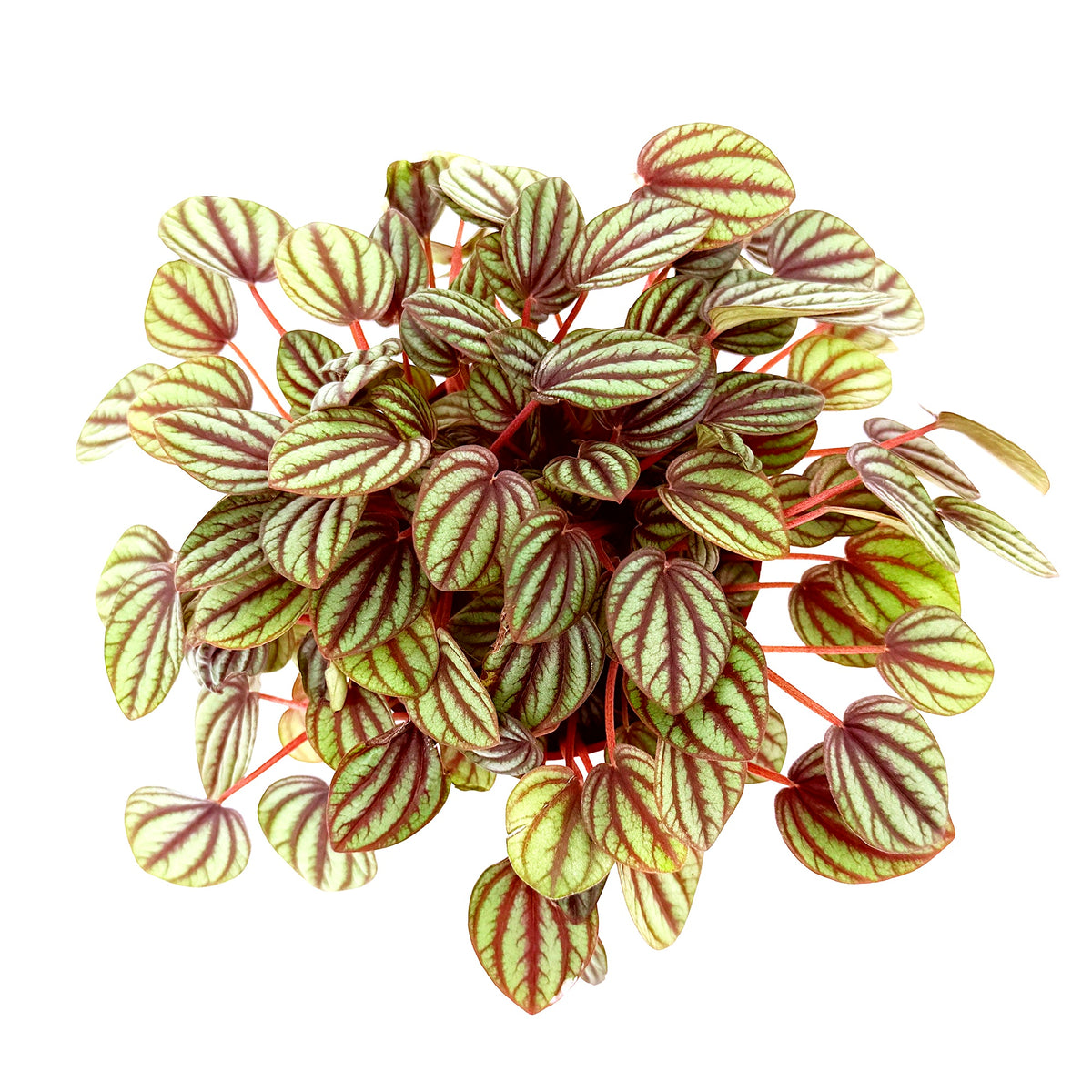 Peperomia albovittata ‘Piccolo Banda’