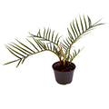 Philodendron tortum