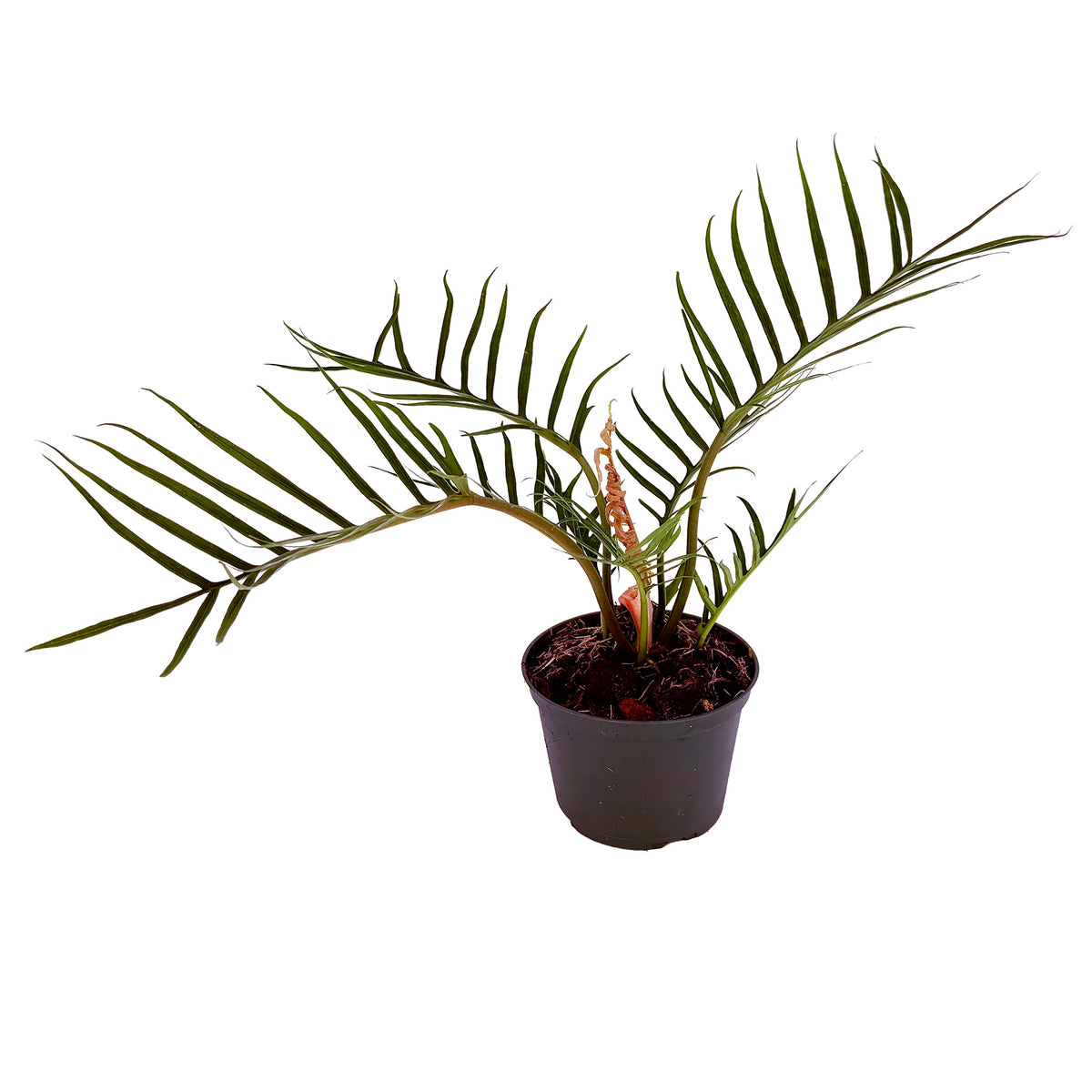 Philodendron tortum