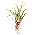 Tillandsia caput medusae ‘Medusa’s Head’