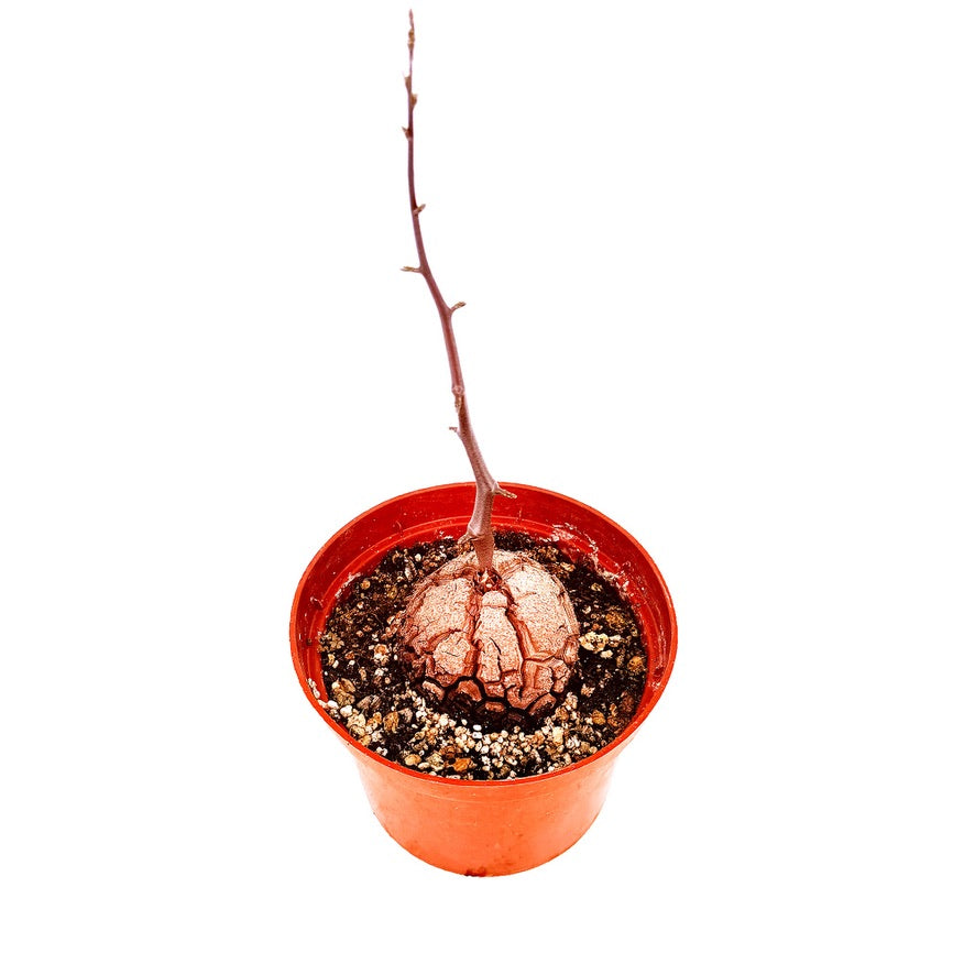 Dioscorea elephantipes 'Elephant's Foot'