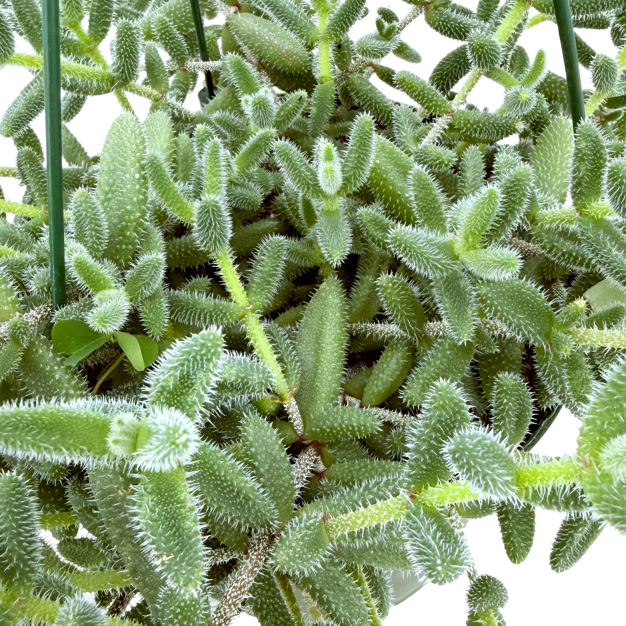 Delosperma echinatum ‘Pickle Plant’