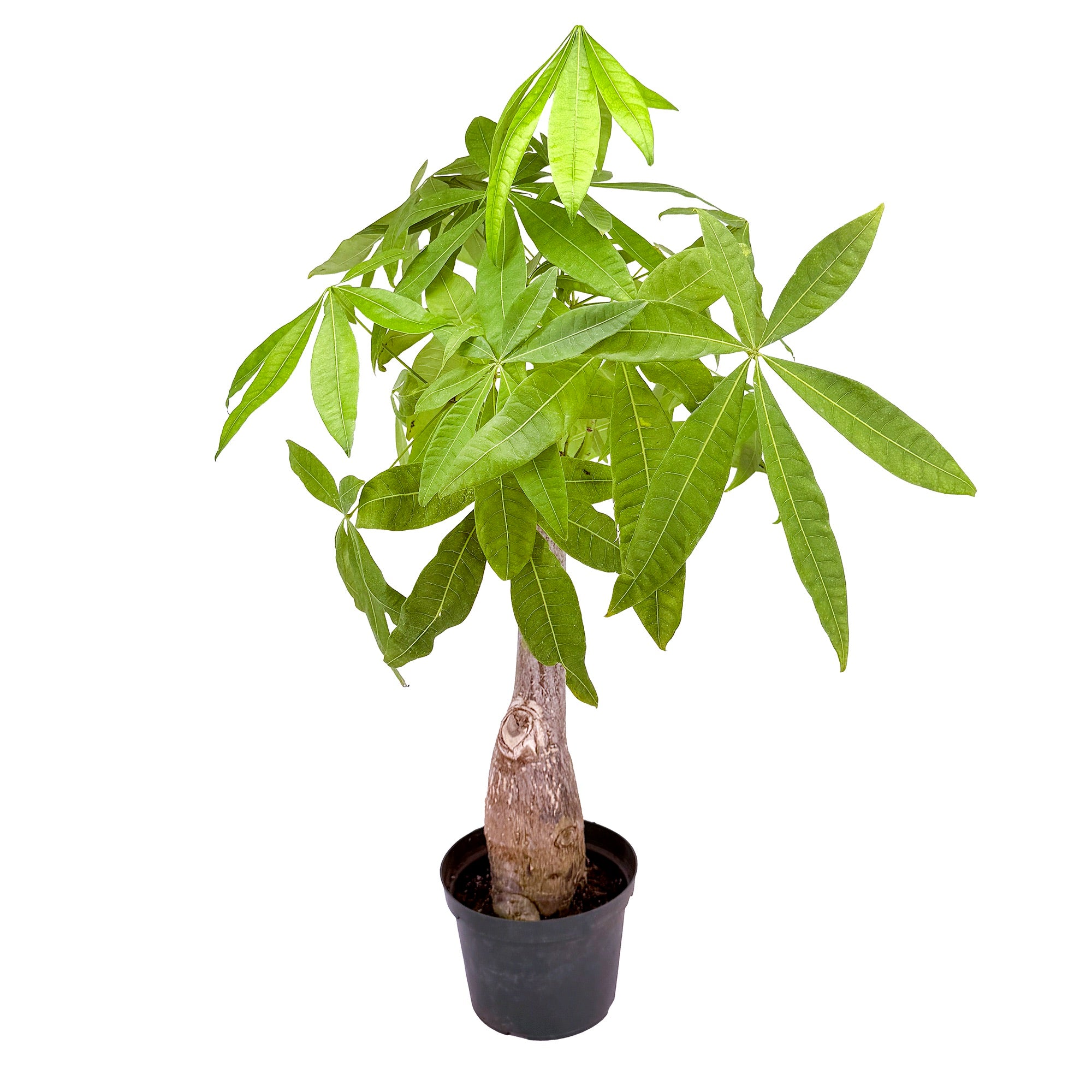 Pachira aquatica ‘Money Tree’ [Stump Form] Wabi-Sabi