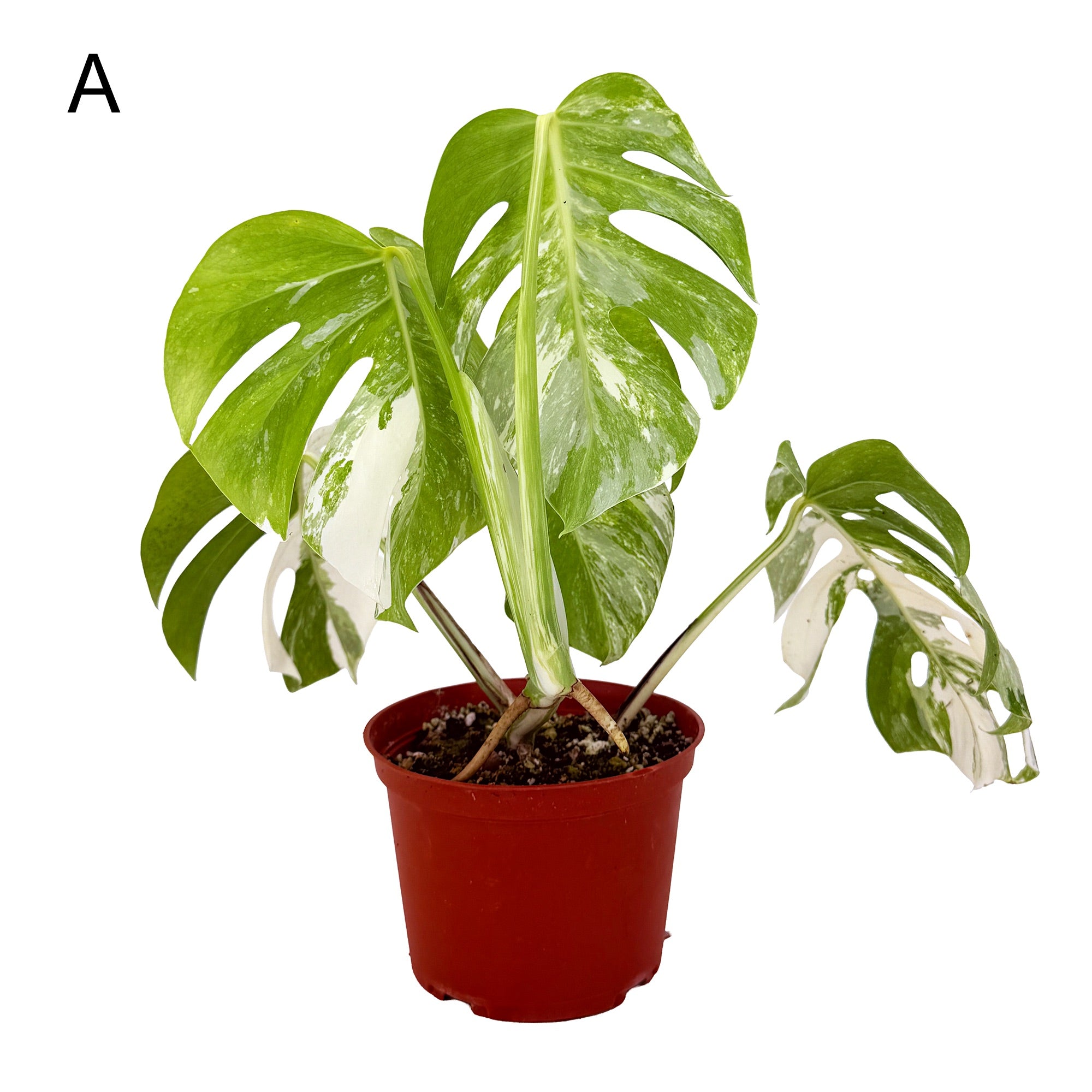 Monstera Borsigiana Albo Variegata
