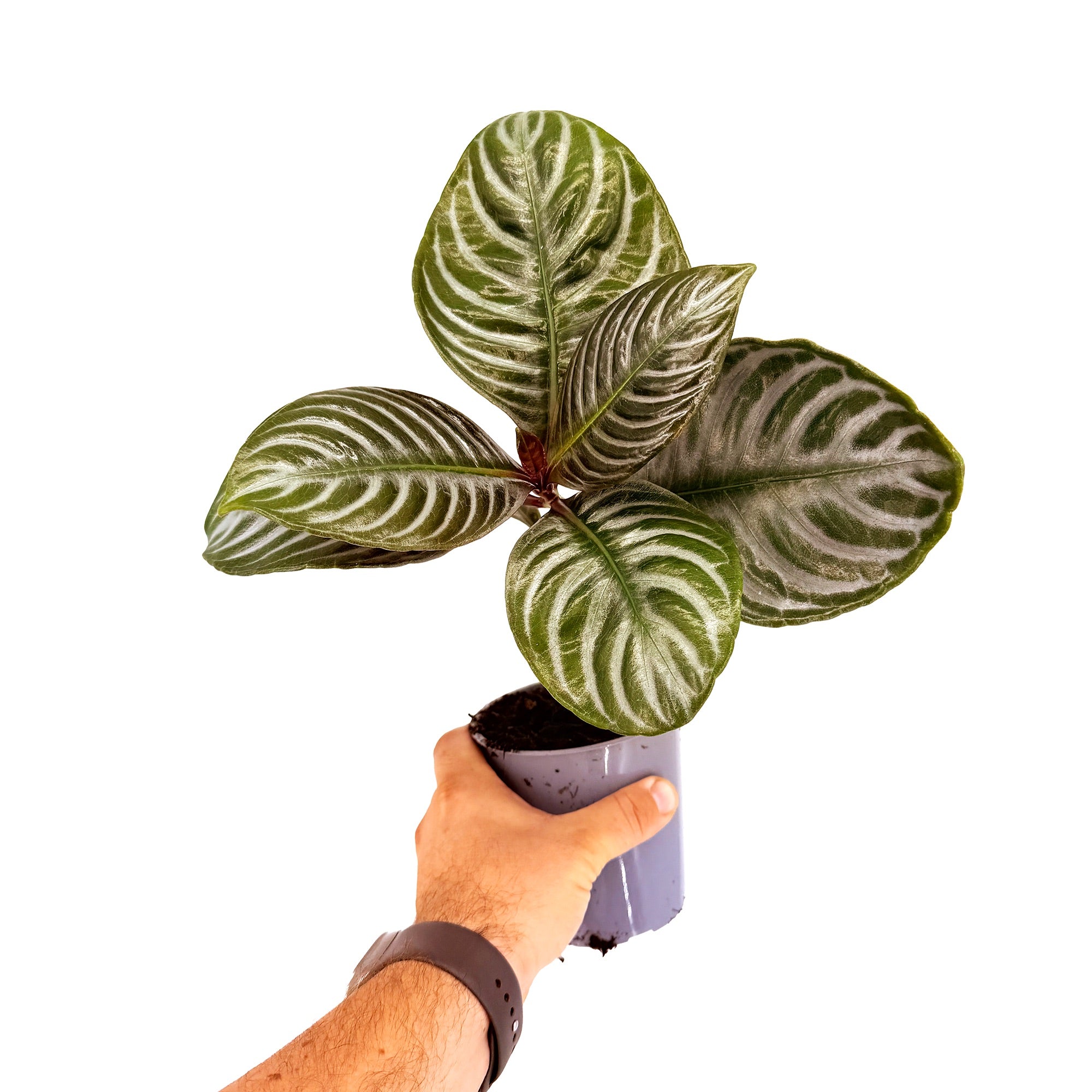 Aphelandra squarrosa ‘Nova Fuego'