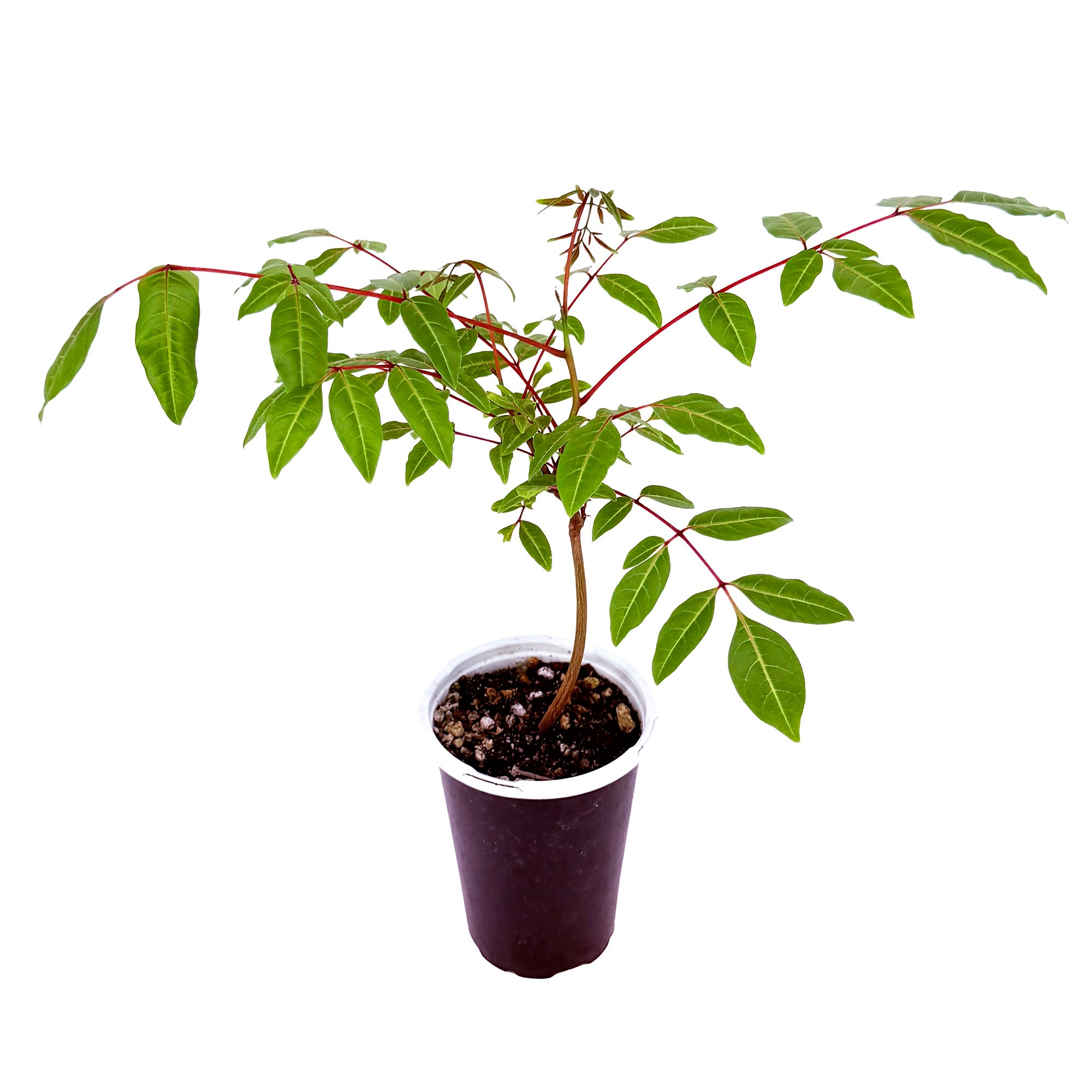 Erythrophysa paniculata