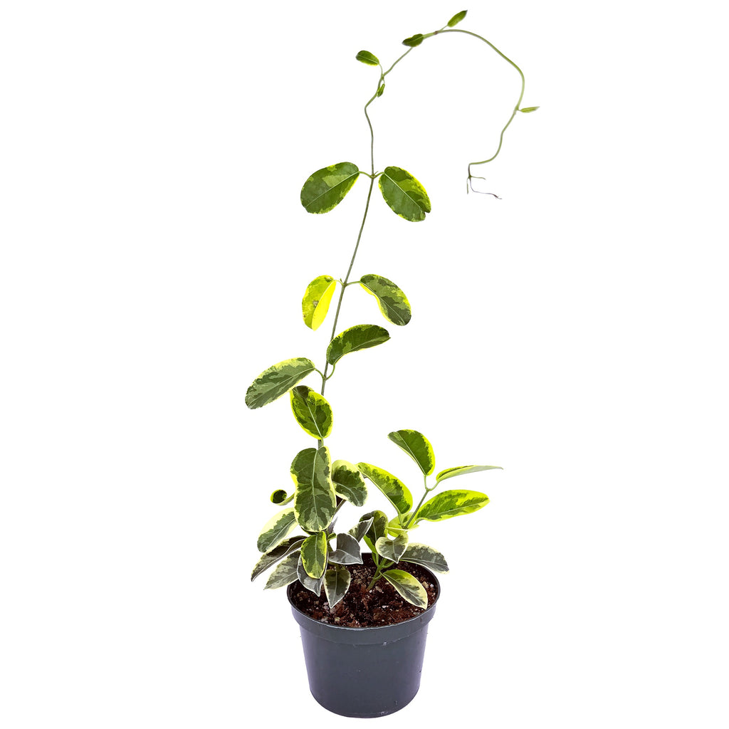 Stephanotis floribunda 'Variegated Madagascar Jasmine'