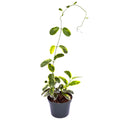 Stephanotis floribunda 'Variegated Madagascar Jasmine'